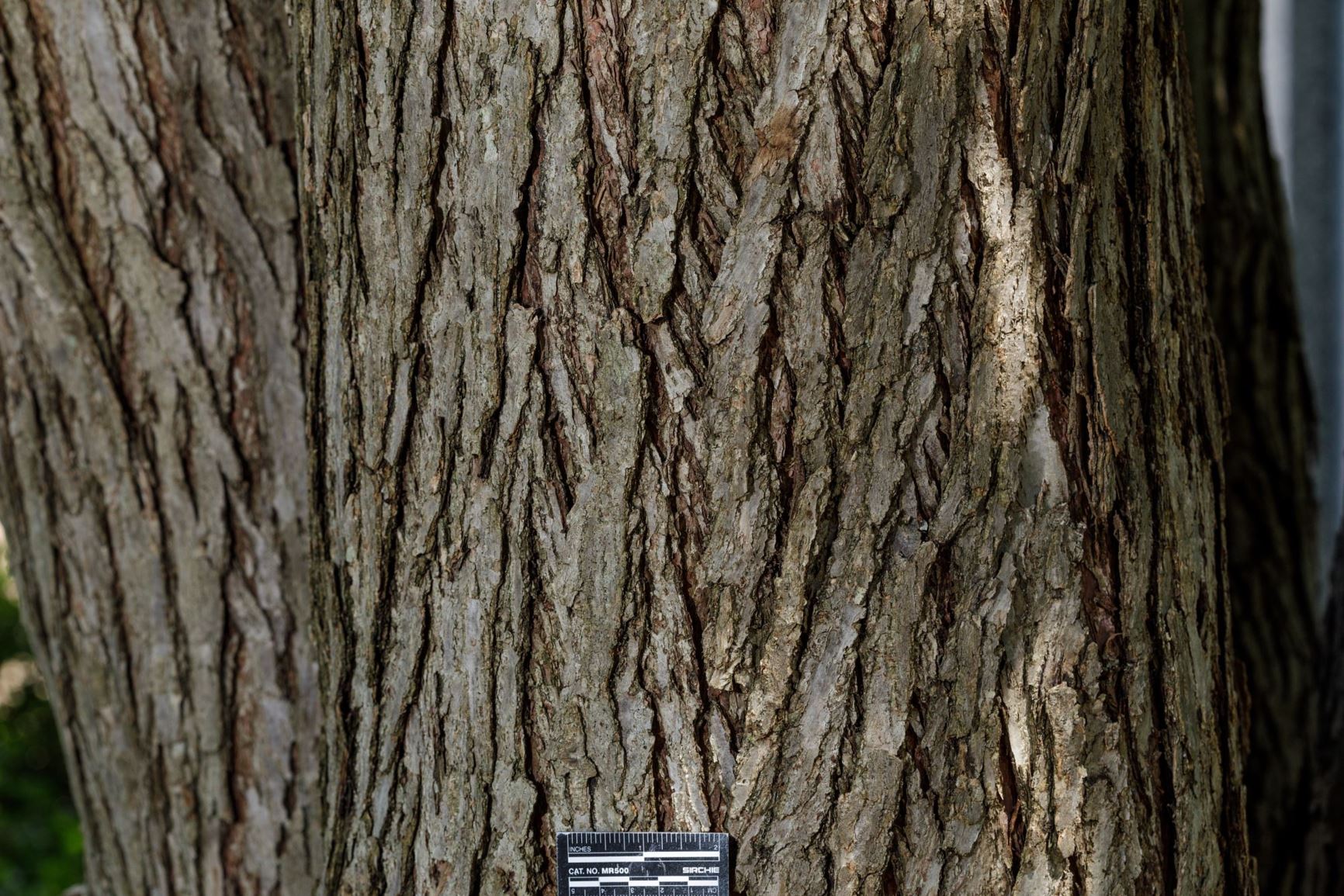 Cercidiphyllum japonicum - Katsura Tree