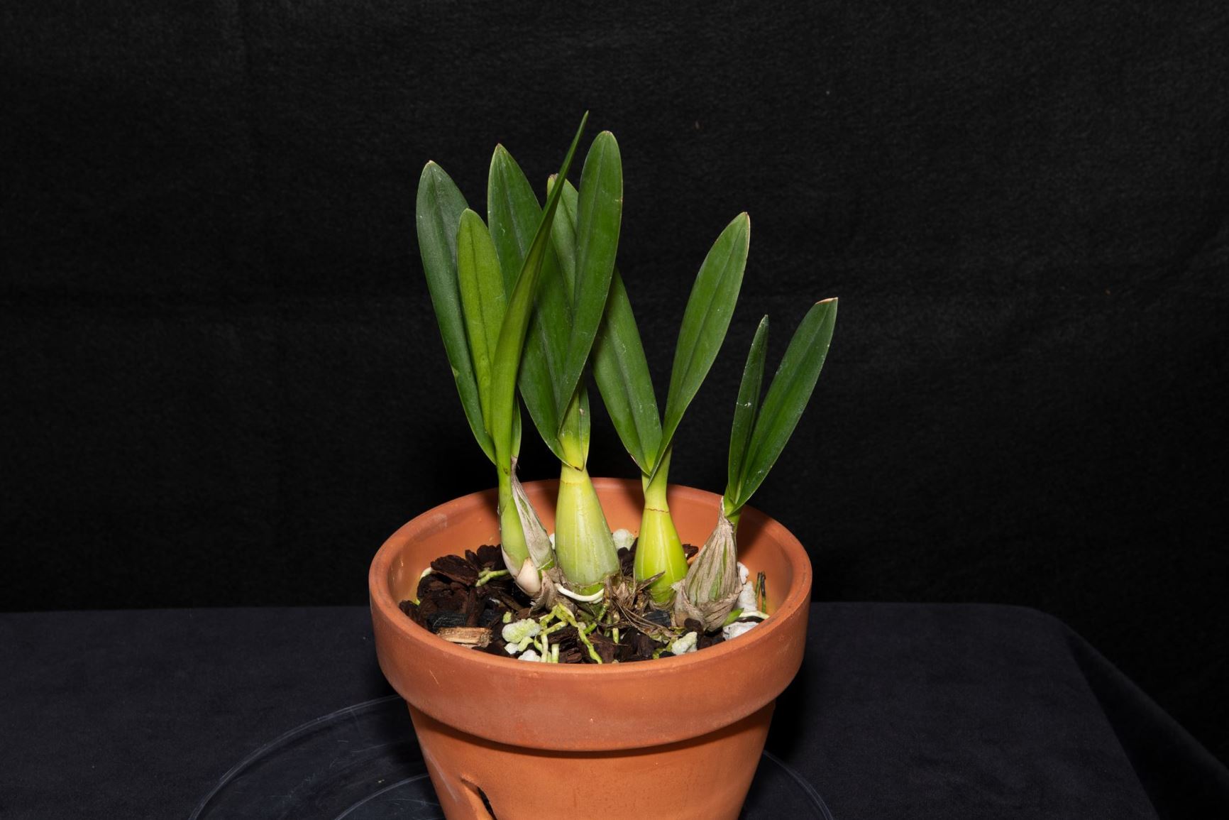 Encyclia dichroma - The Two-Colored Encyclia