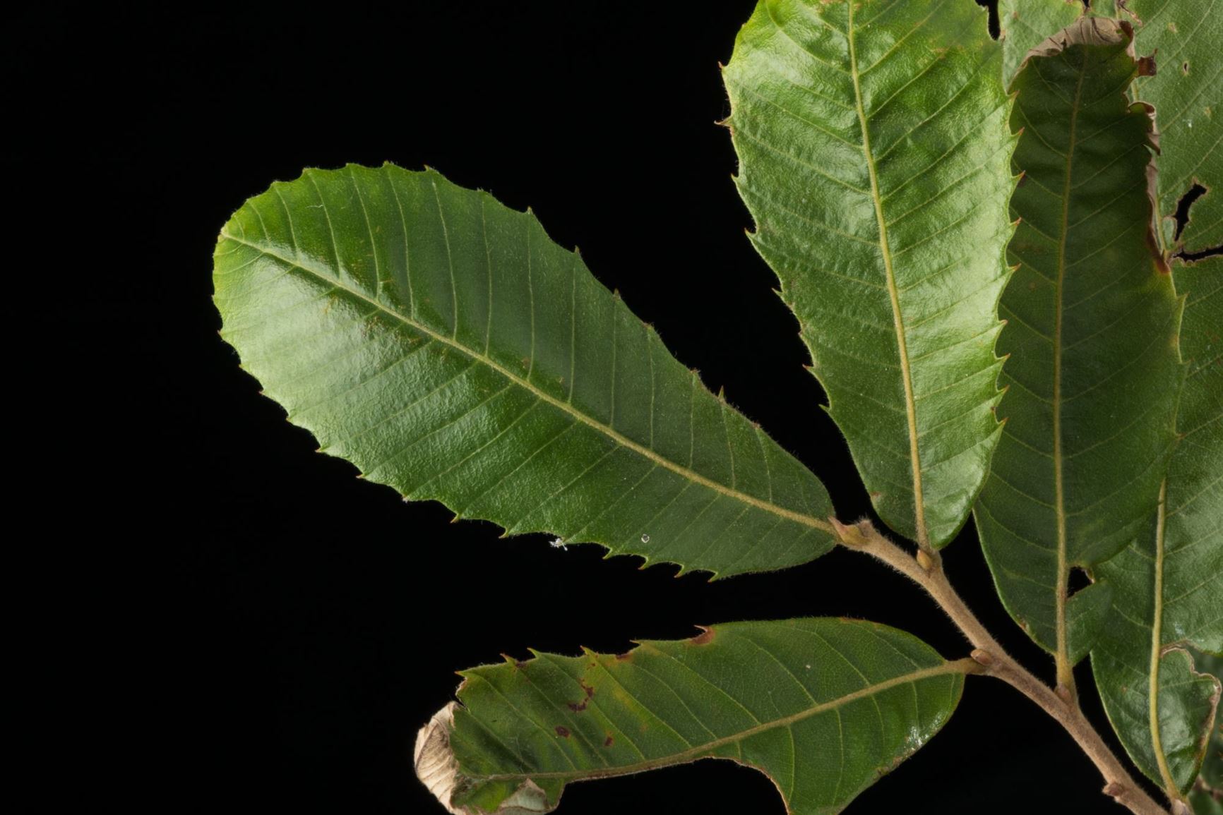 Castanea pumila Allegheny Chinkapin, Chinquapin, Dwarf Chestnut