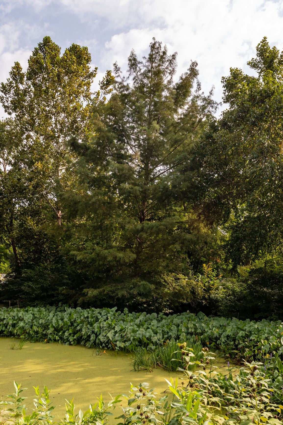 Taxodium distichum - Bald Cypress, Swamp Cypress