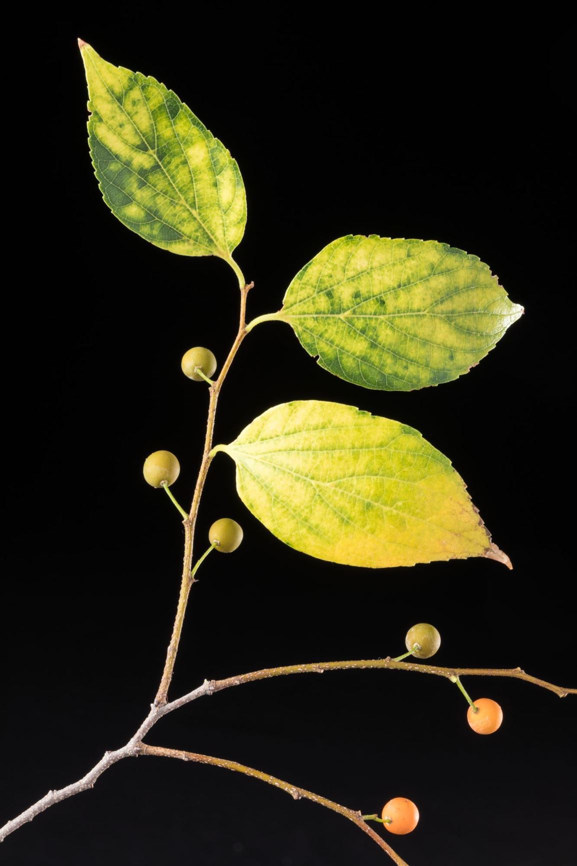 Celtis sinensis - Chinese hackberry, Japanese hackberry, Chinese netelbloom, Chinese nettletree
