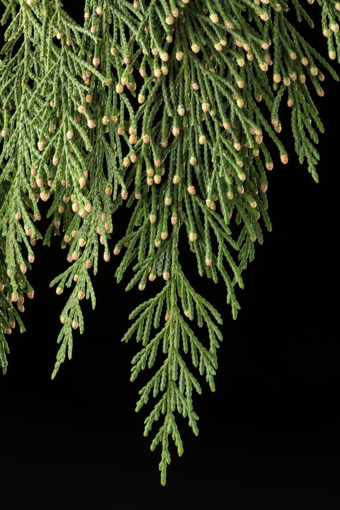 Callitropsis nootkatensis 'Pendula Glauca' - Weeping Alaskan Cedar, Weeping Nootka Cypress, Weeping Sitka Cypress, Weeping Yellow Cedar