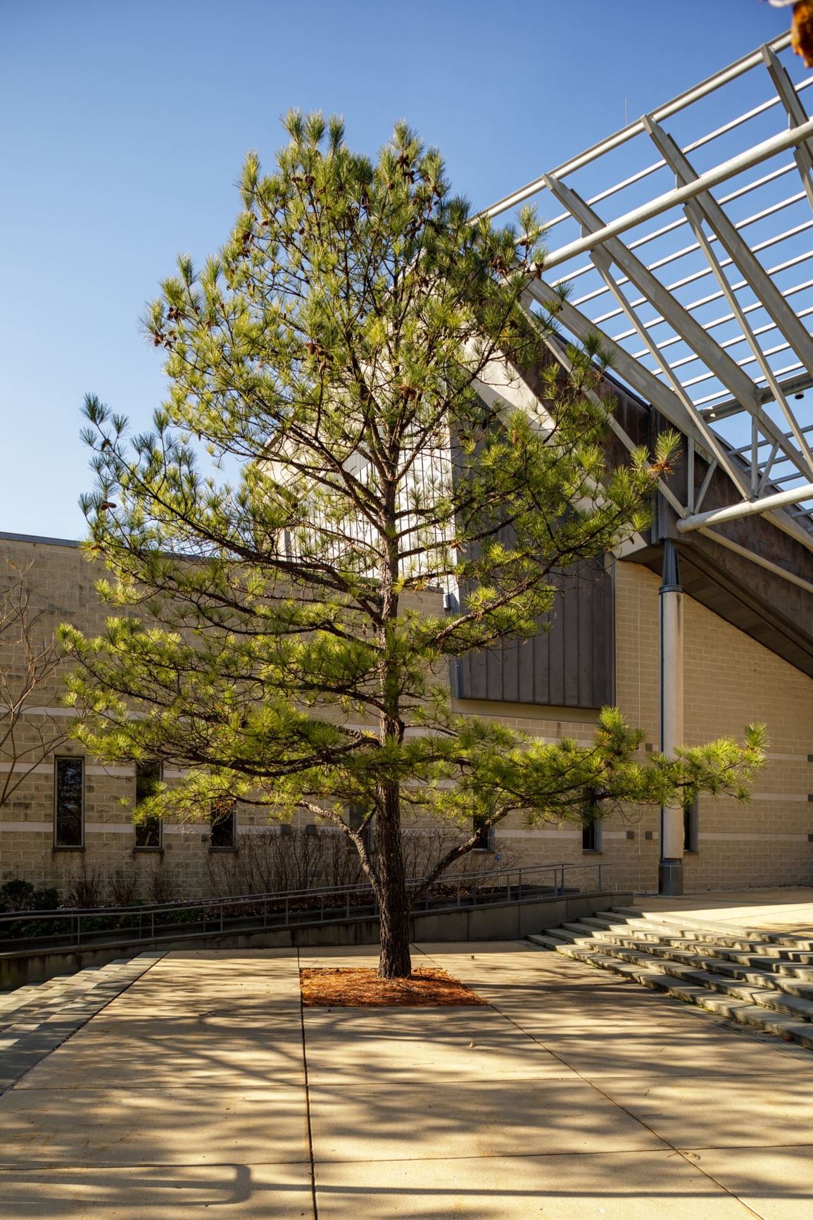Pinus taeda - loblolly pine, oldfield pine, taeda