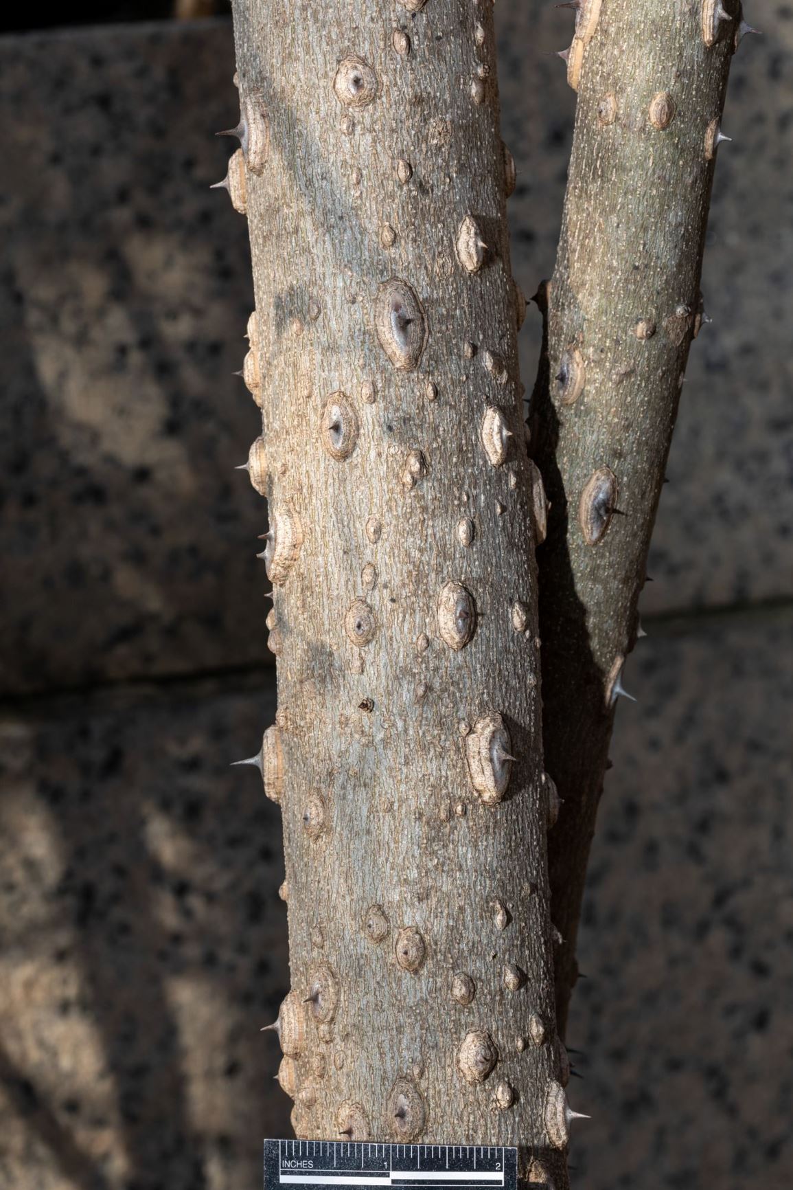 Zanthoxylum americanum - Common Pricklyash, Northern Prickly Ash, Prickly Ash, Toothache Tree