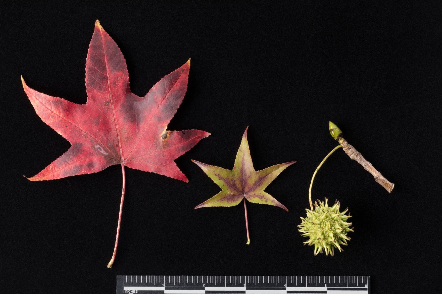 Liquidambar styraciflua 'Hapdell' HAPPIDAZE - Sweetgum cultivar ...