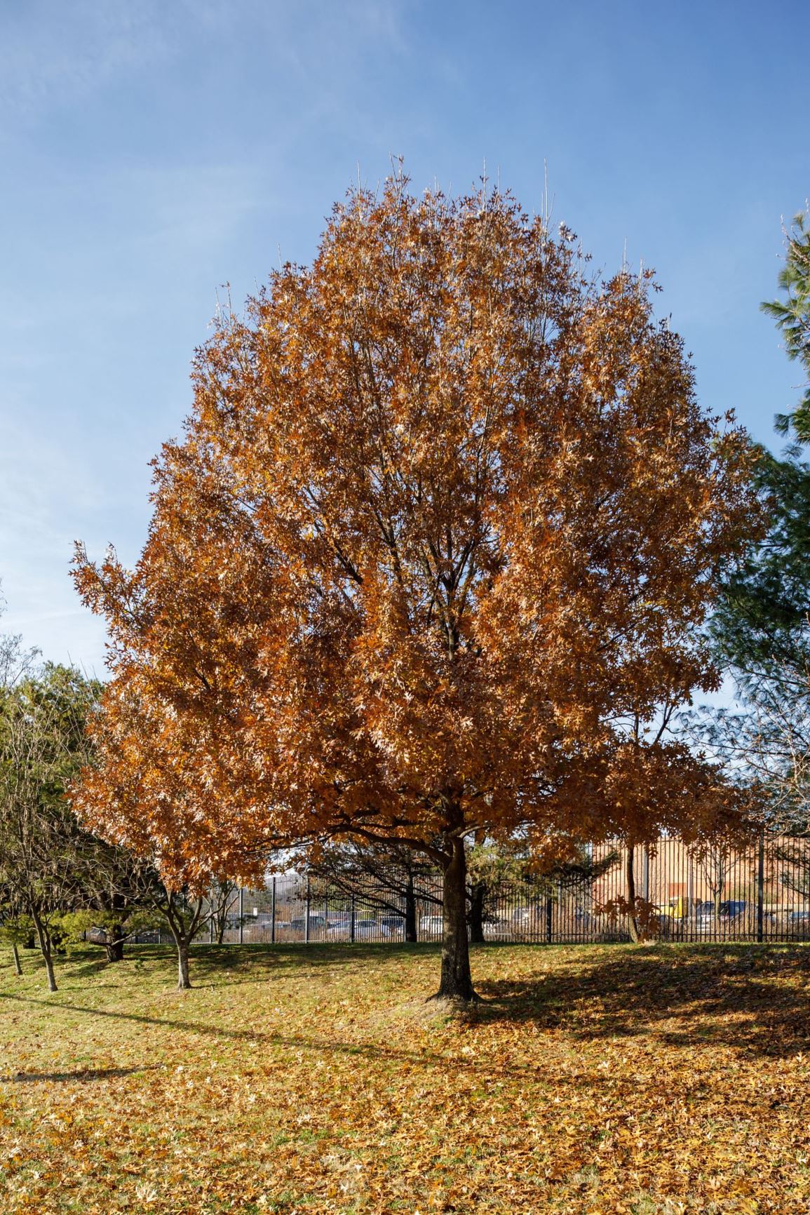 Quercus shumardii - Shumard Oak | Smithsonian Gardens