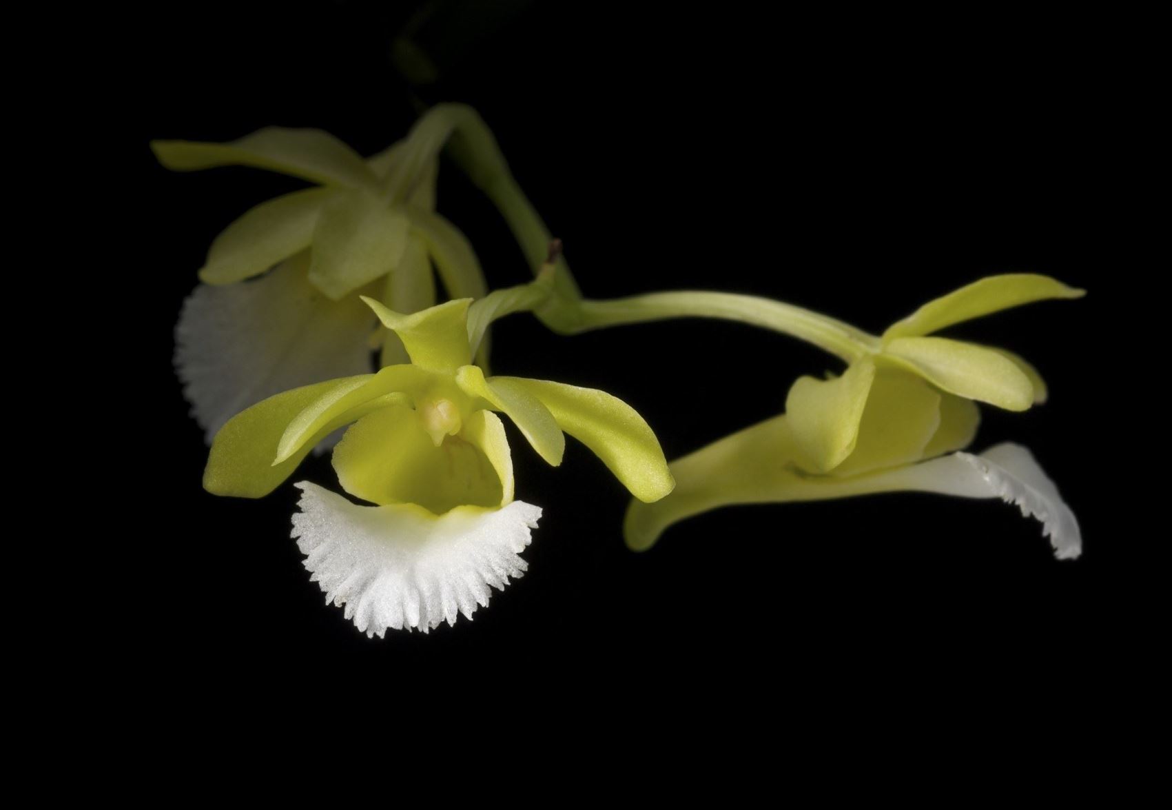 Vanda vietnamica - The Vietnamese Christensonia, The Vietnamese Vanda