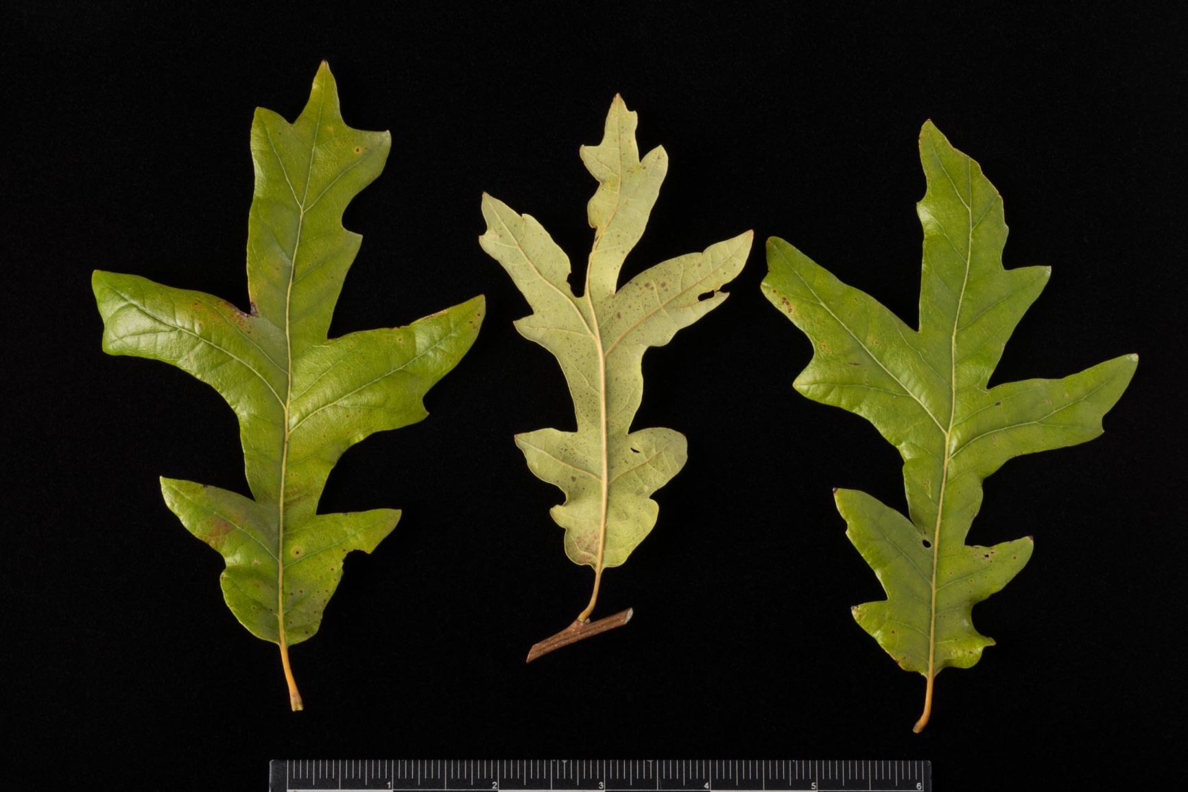 Quercus lyrata 'QLFTB' HIGHBEAM - Overcup oak cultivar