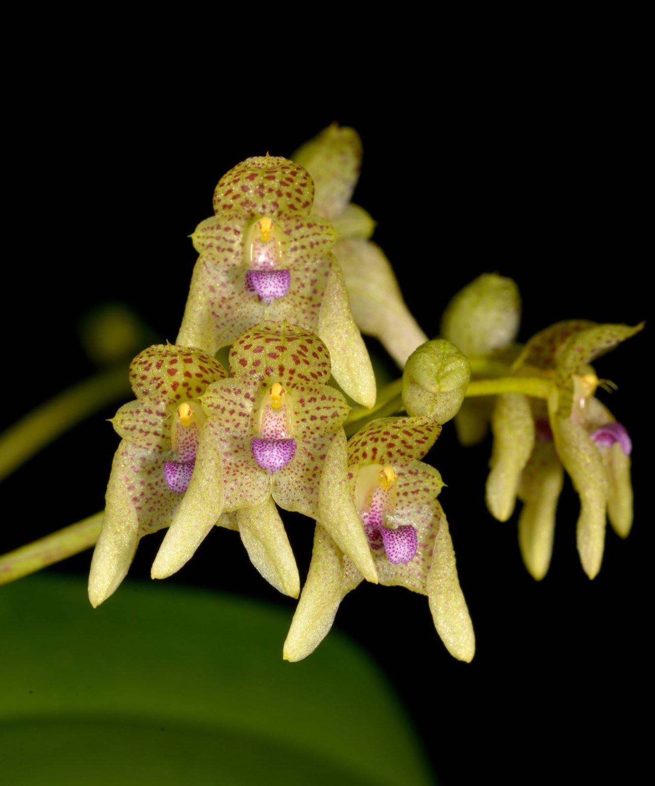 Bulbophyllum guttulatum - The Small Spotted Bulbophyllum