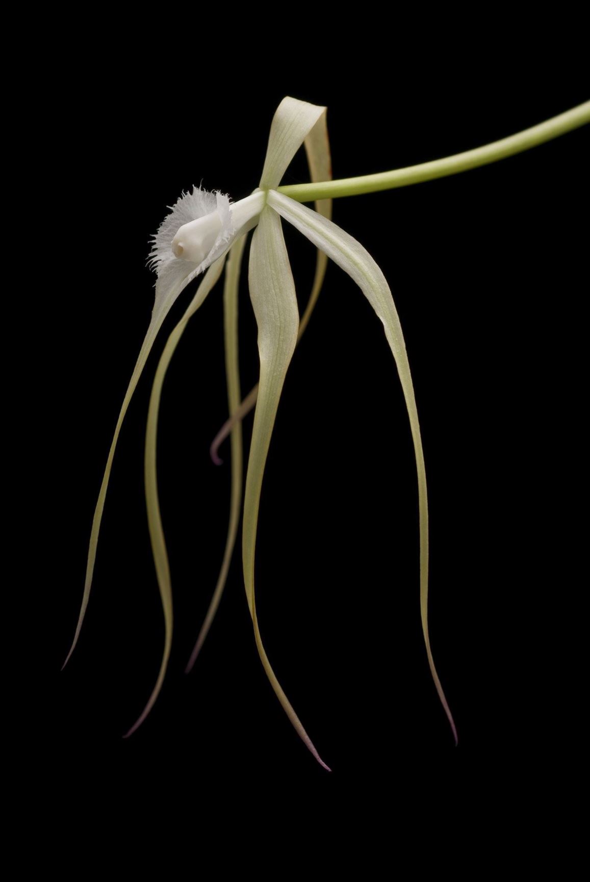 Brassavola cucullata - Daddy Long-Legs Orchid, Hooded Brassavola