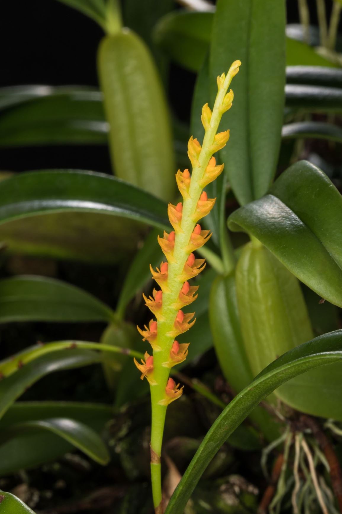 Bulbophyllum acutebracteatum - The Acute Bracted Bulbophyllum