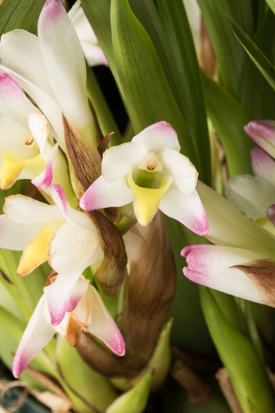 Coelia bella - Beautiful Egg Orchid, The Beautiful Coelia
