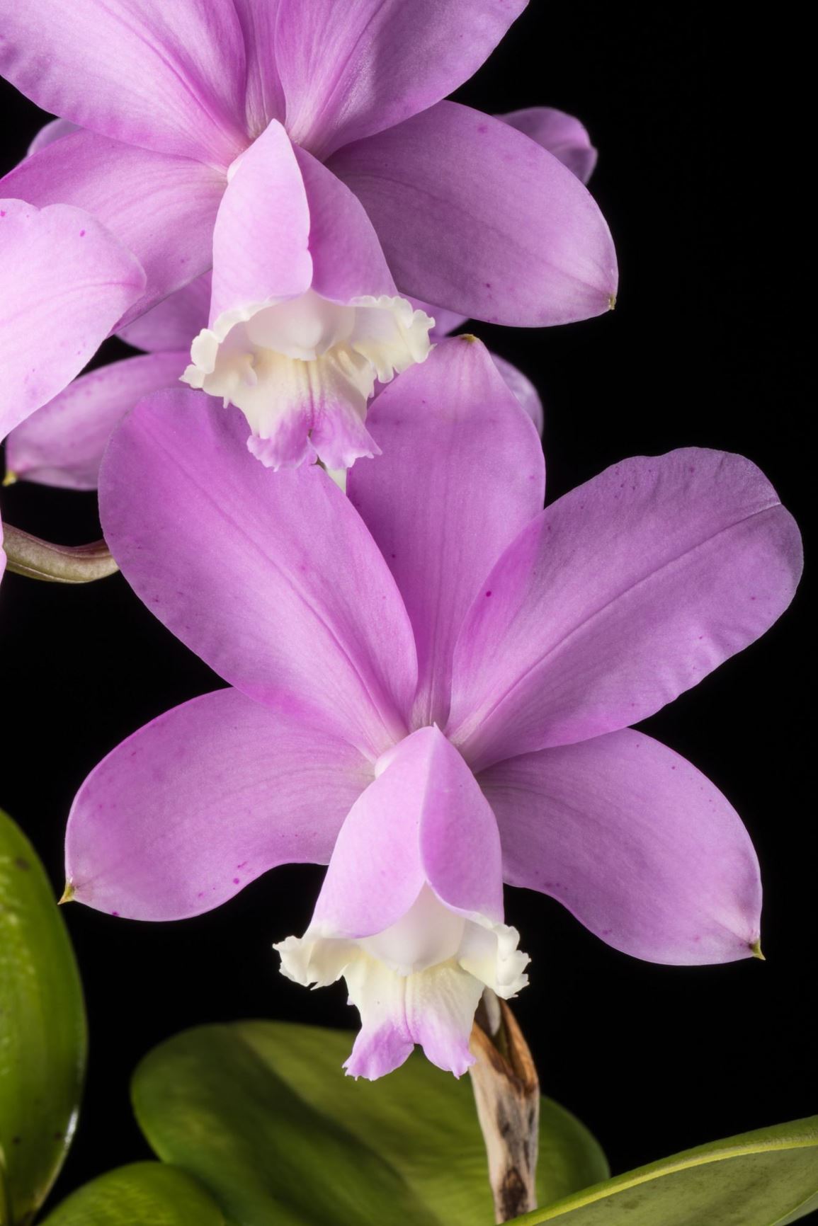 Cattleya loddigesii - Loddiges' Cattleya