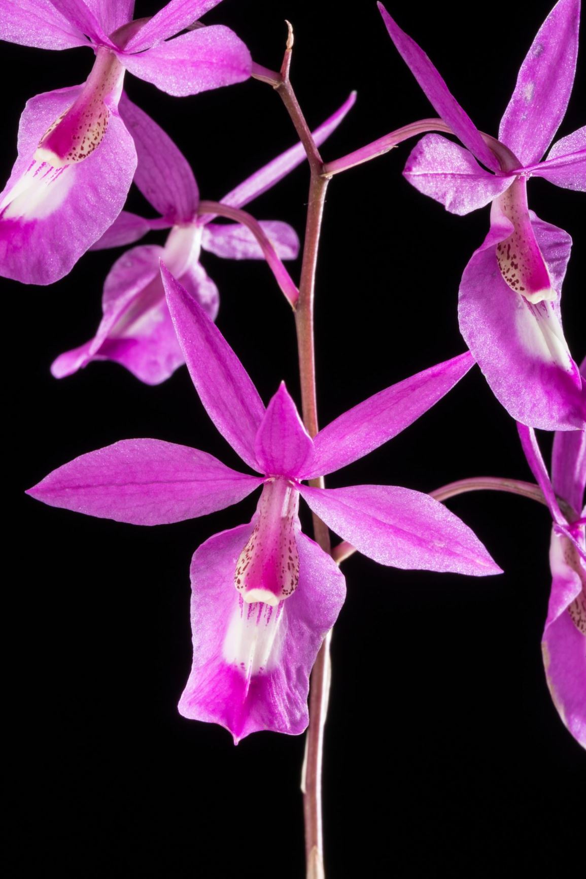 Barkeria lindleyana - Lindley's Barkeria
