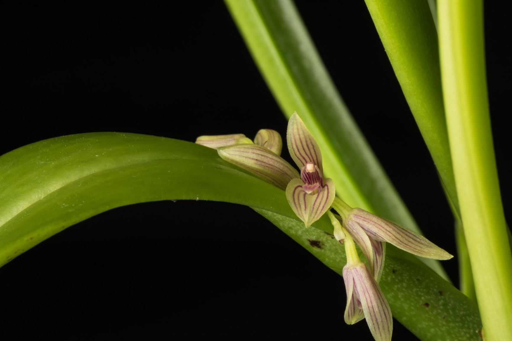 Acianthera sicula