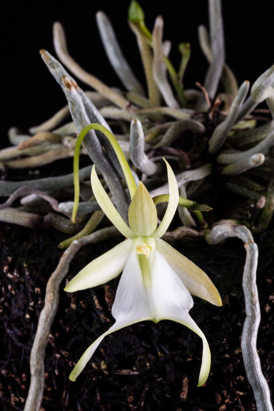Dendrophylax lindenii - Ghost Orchid, White Butterfly Orchid, White Frog Orchid, Palm Polly