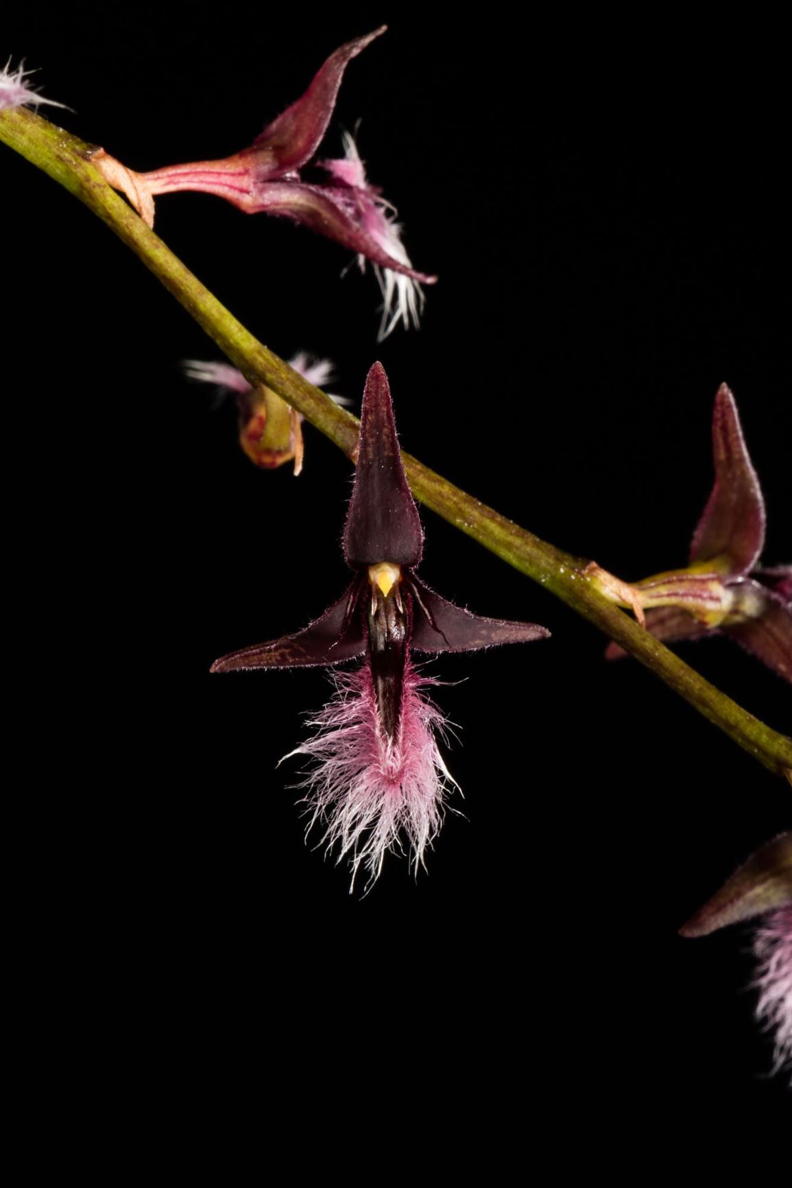 Bulbophyllum saltatorium var. albociliatum - The Dancing Bulbophyllum variety