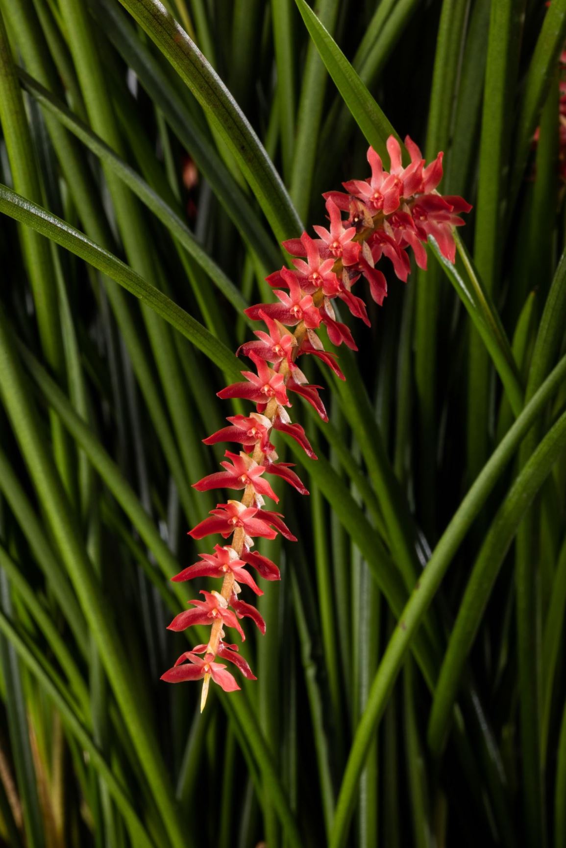 Coelogyne wenzelii - Wenzel's Coelogyne, Wenzel's Dendrochilum