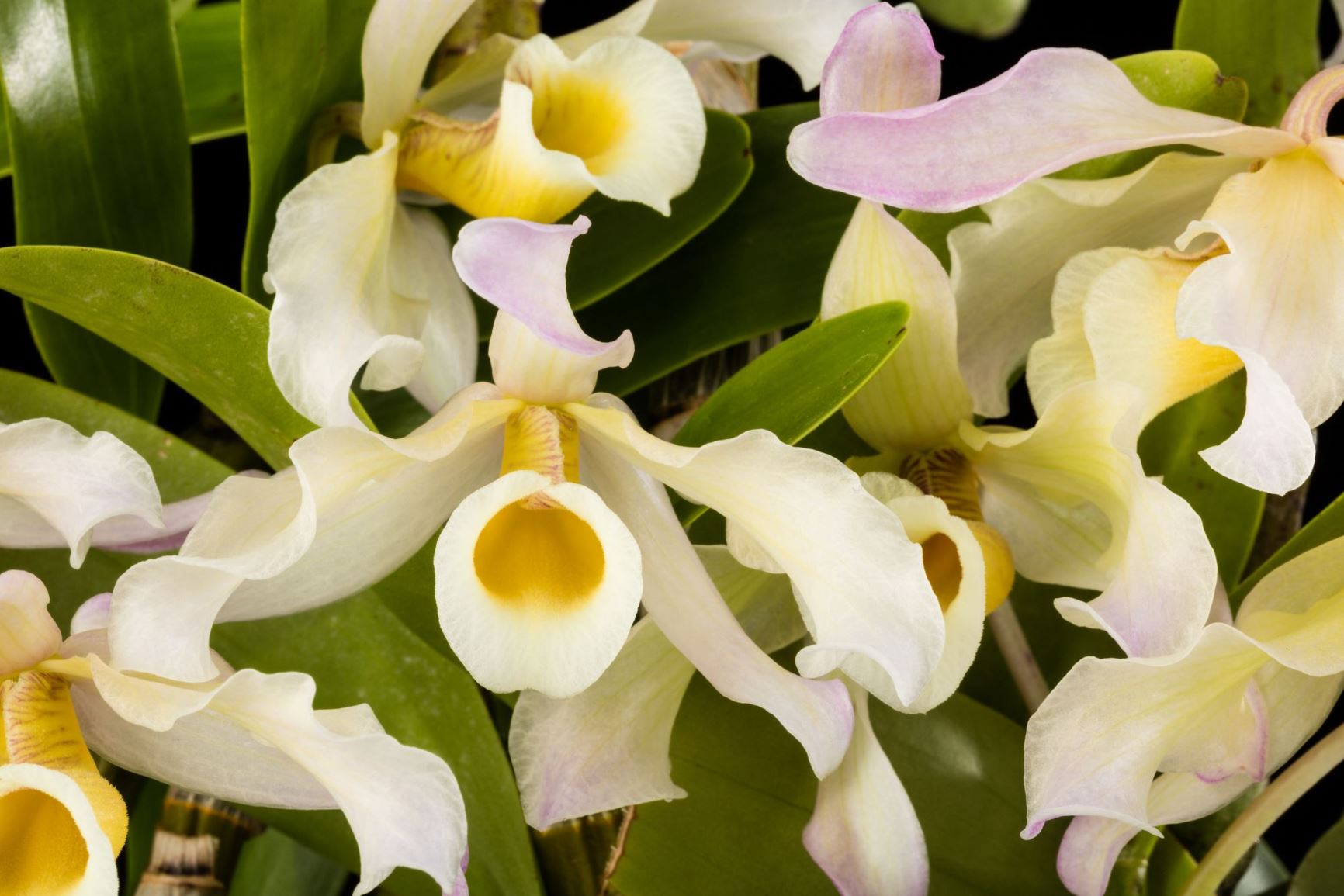 Dendrobium signatum - The Marked Dendrobium