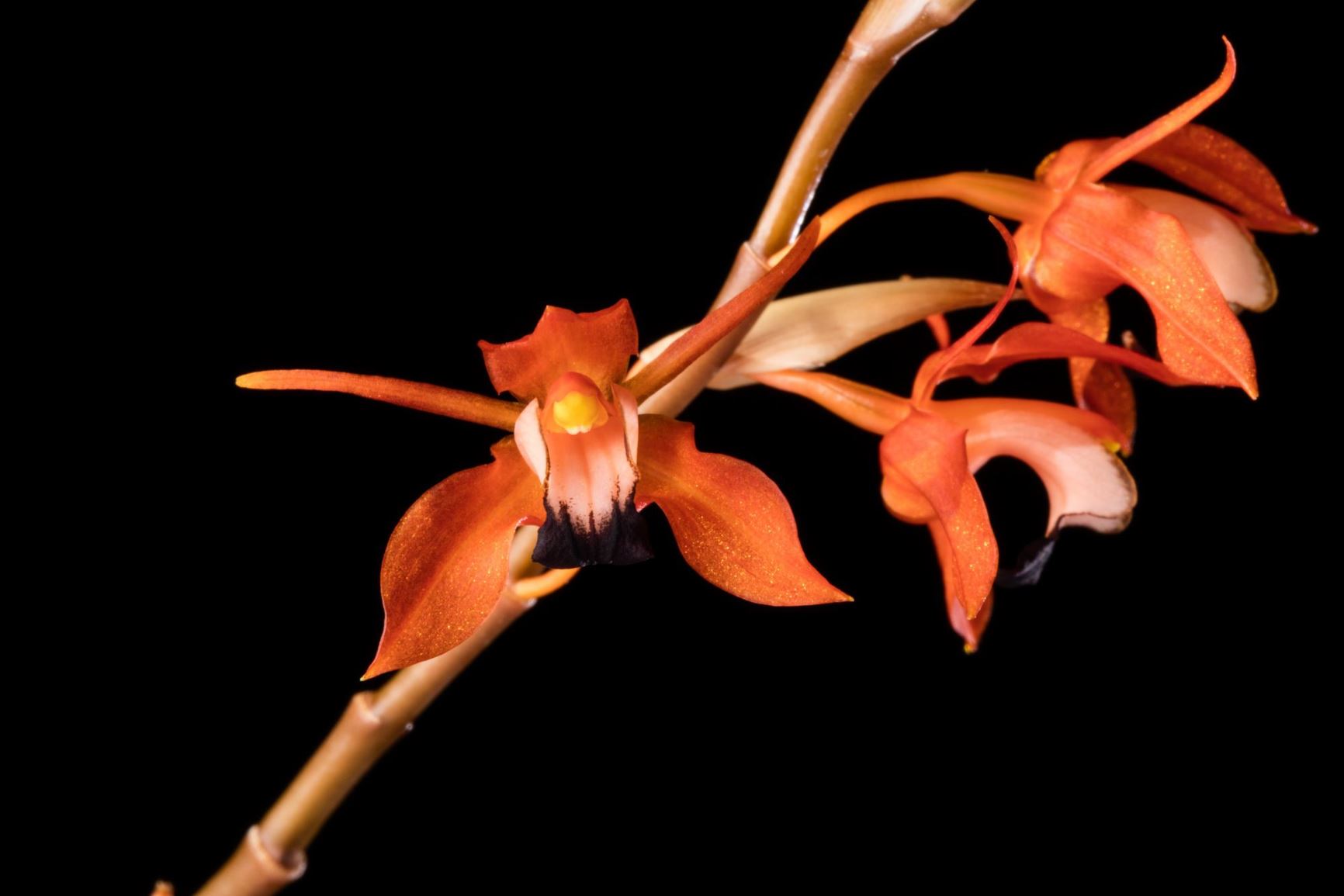 Coelogyne ecarinata - The Non-Keeled Coelogyne