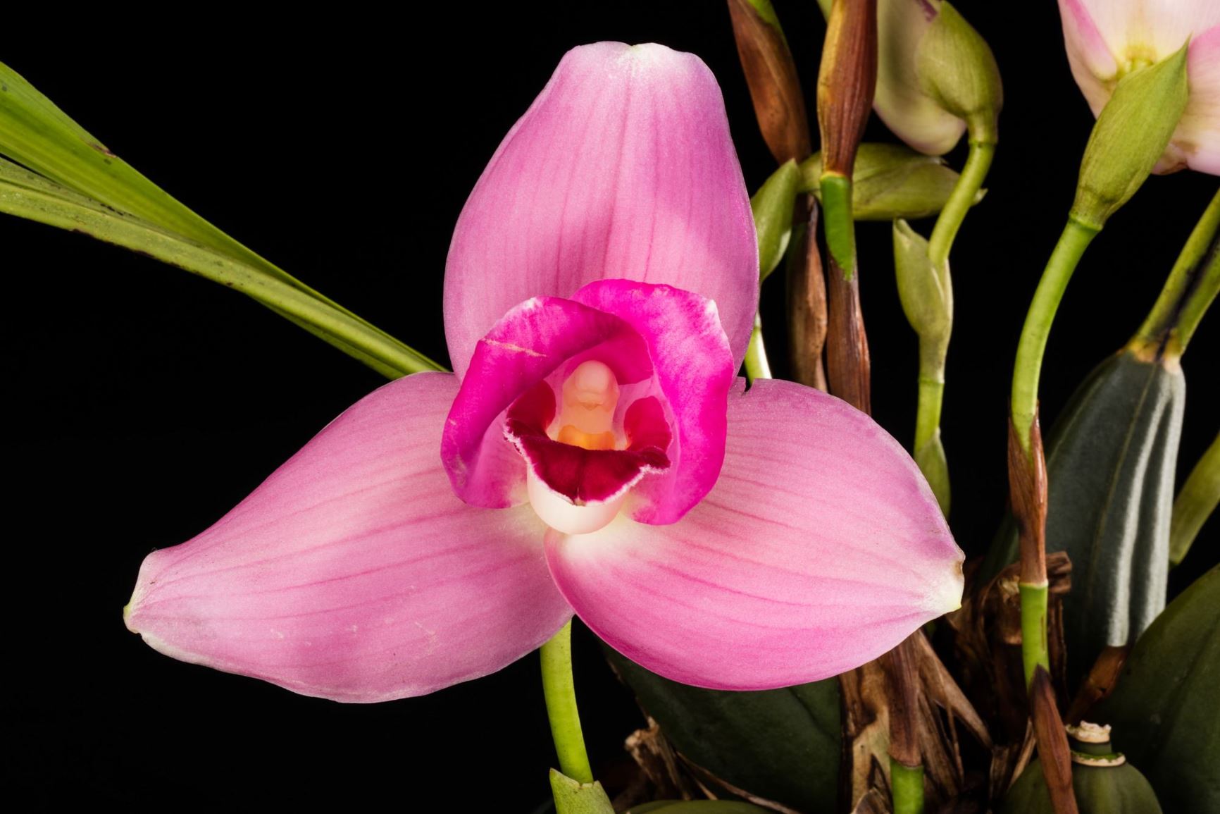 Lycaste Abou First Spring 'Will' - Lycaste clonal hybrid