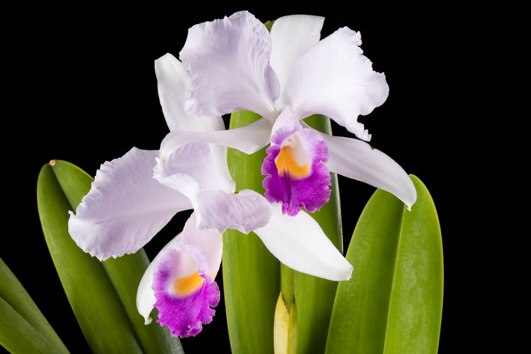 Cattleya trianae var. coerulea - Christmas Orchid variety, Dr. Triana's  Cattleya variety, Flor de Mayo variety | Smithsonian Gardens