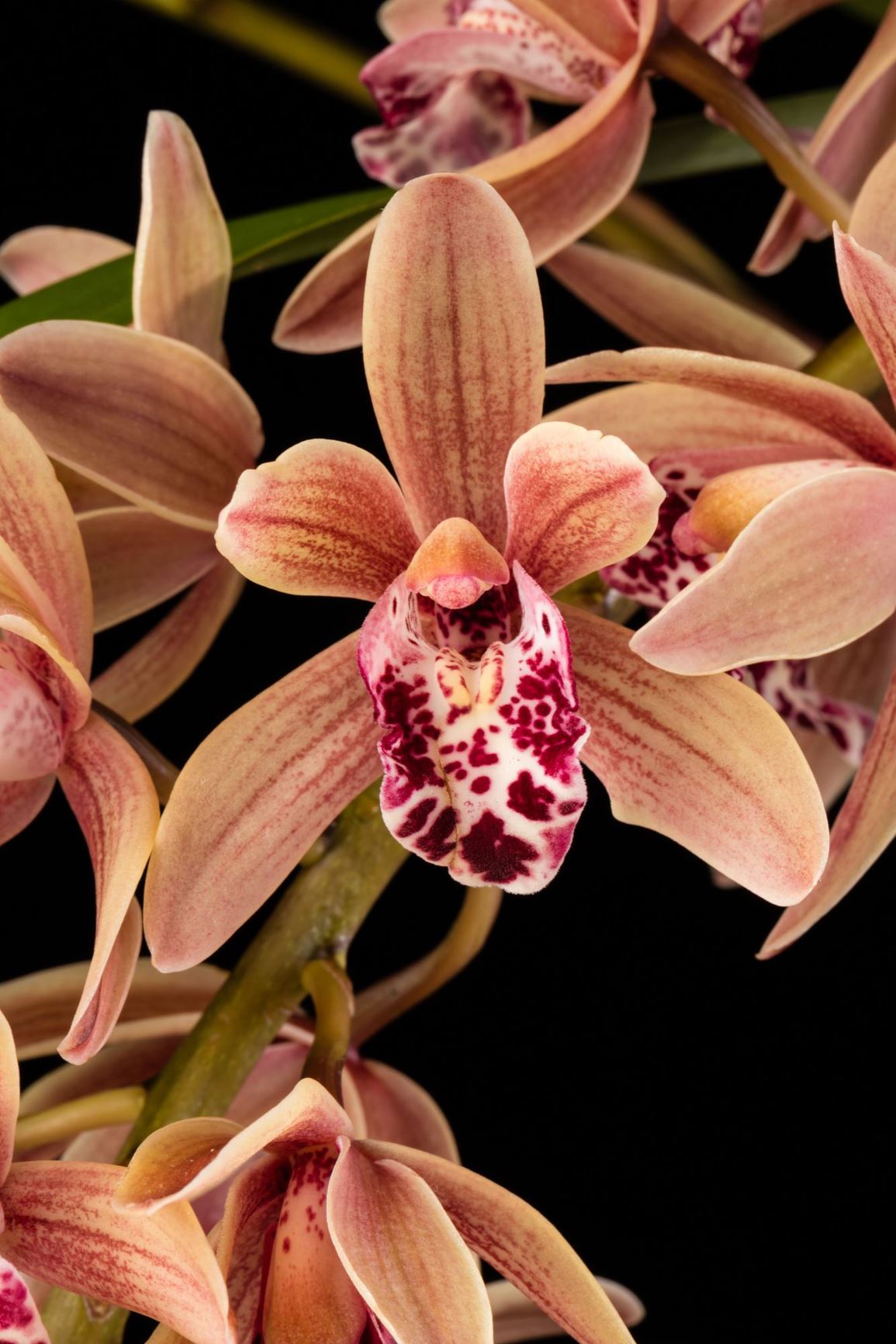 Cymbidium Alex Muffet Orchid World Cymbidium Clonal Hybrid Smithsonian Gardens 