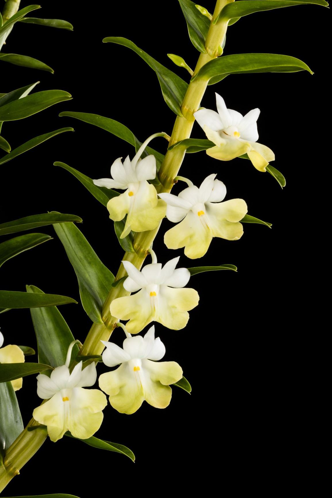 Dendrobium uniflorum - Single Flowered Dendrobium