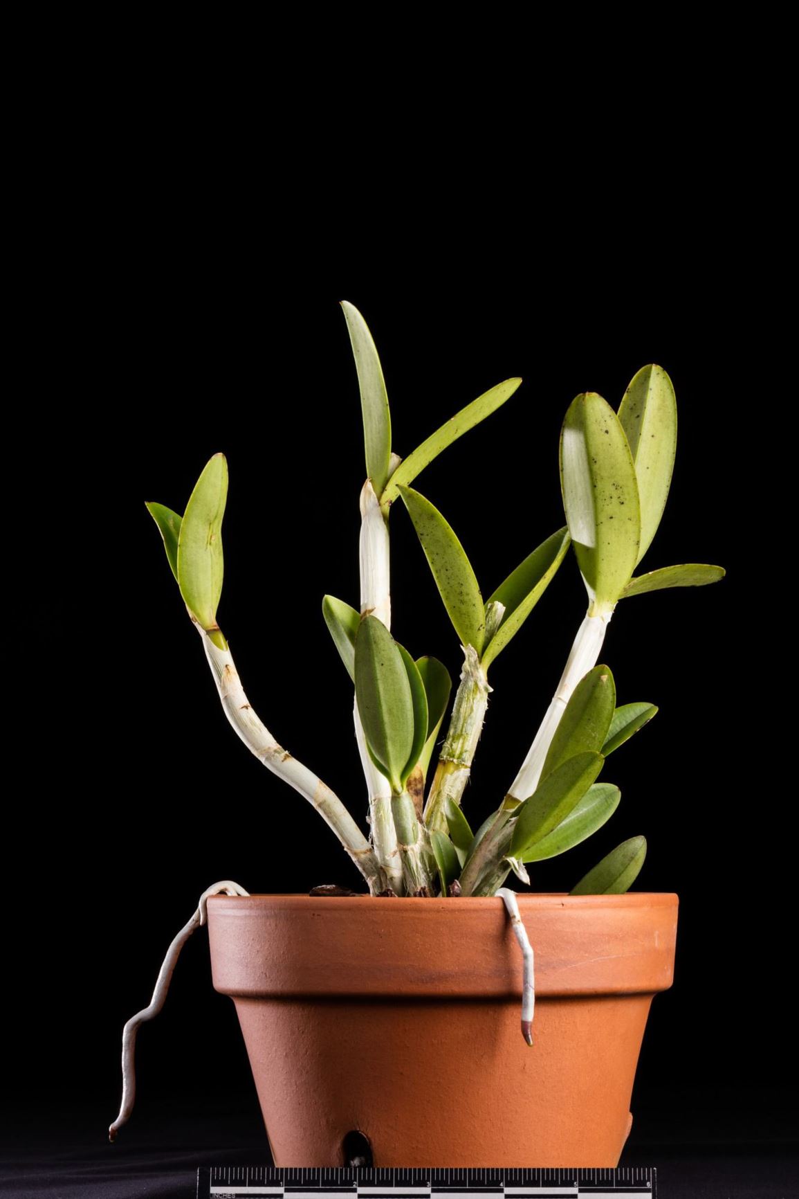 Cattleya elongata - Cattleya with the Elongated Stalk