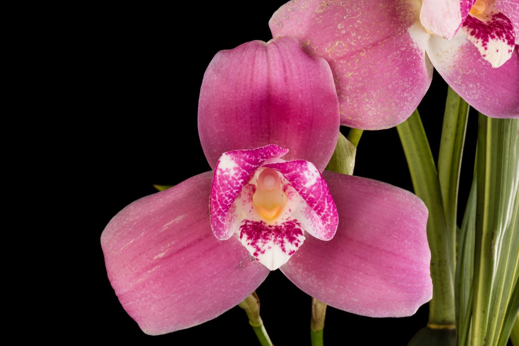 Lycaste Nagai International - Lycaste hybrid | Smithsonian Gardens