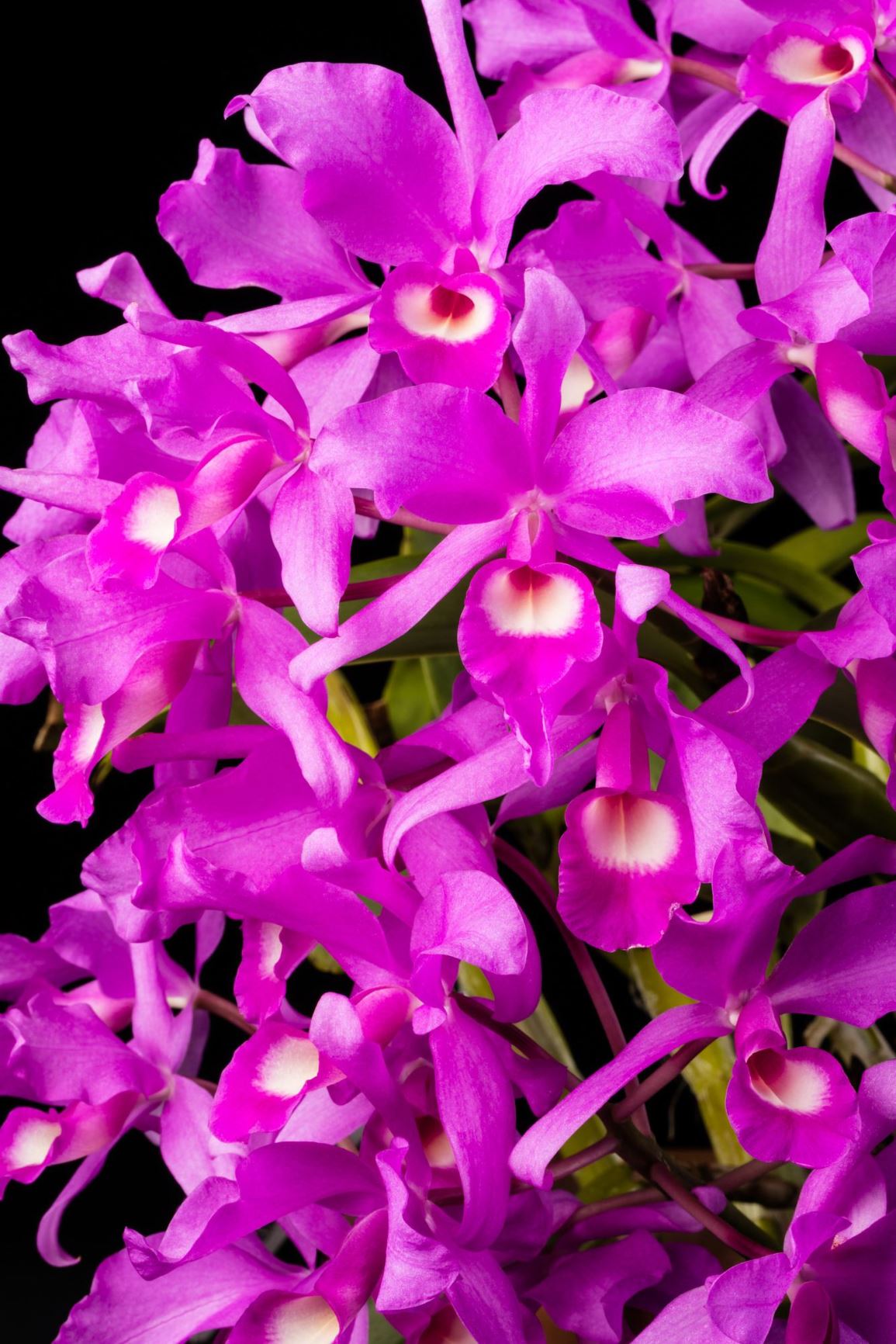Guarianthe skinneri - Guaria Morada, Candelaria, Flor de San Sebastian, Skinner's Guarianthe, The Easter Orchid