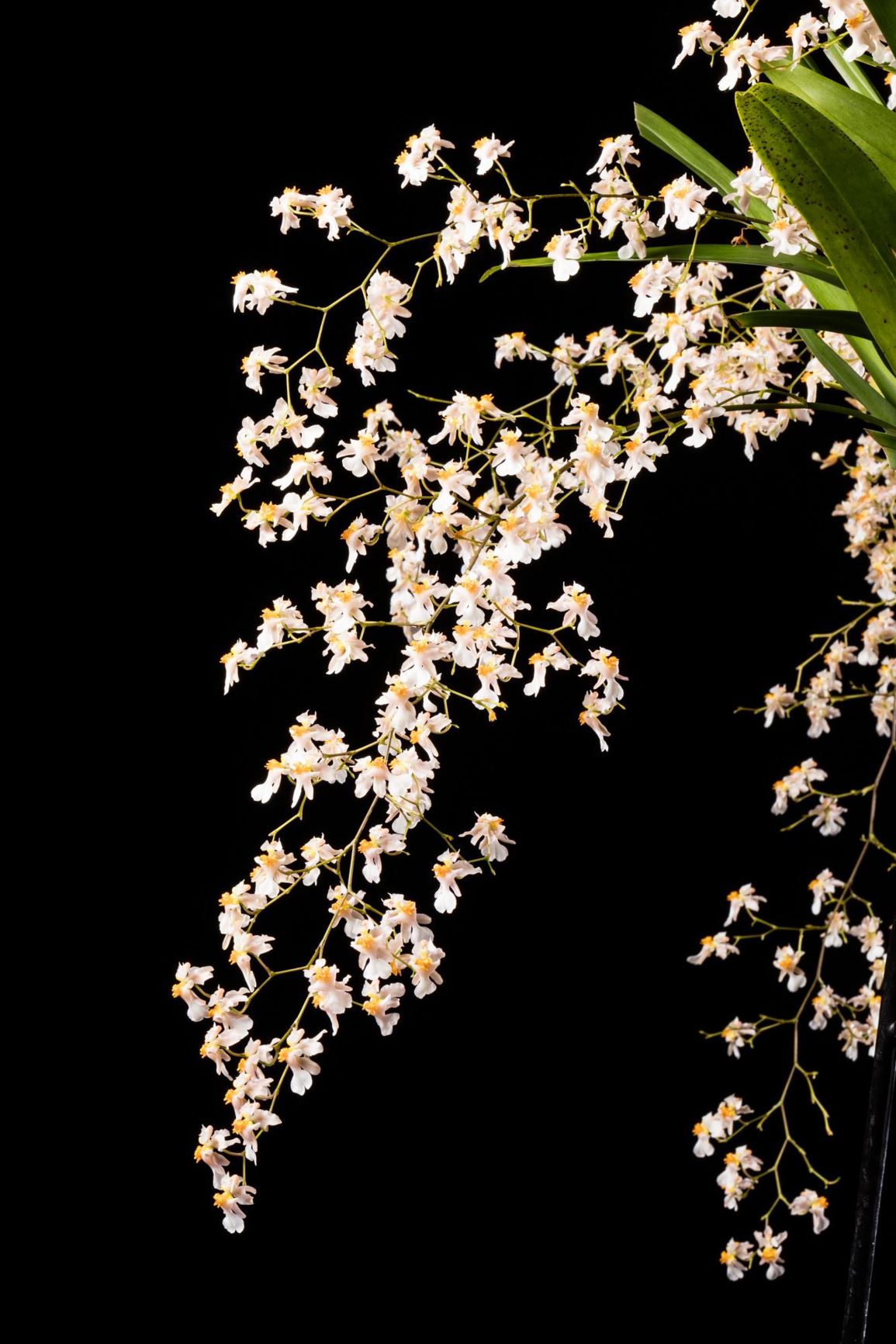 Oncidium Tsiku Marguerite 'HOF' - Oncidium clonal hybrid