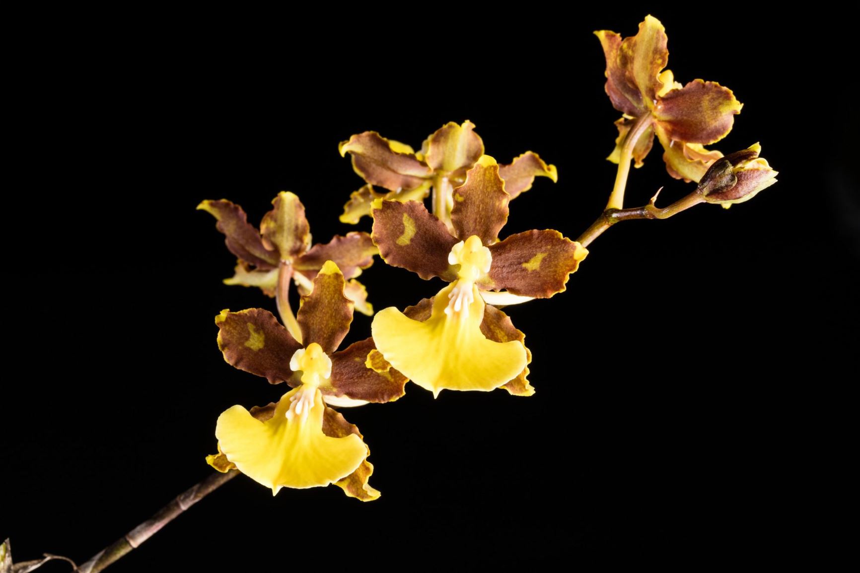 Oncidium hyphaematicum - Red Eye Orchid, The Translucent Red Oncidium