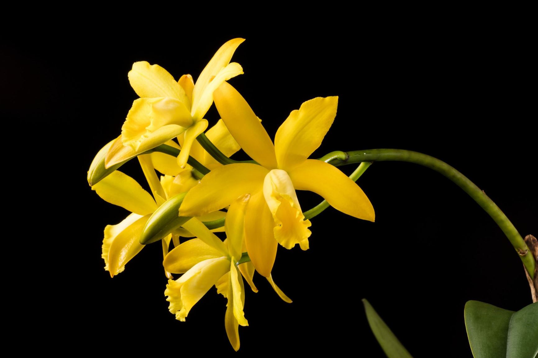 Rhyncattleanthe Golden Chieftain 'Akukii' - Rhyncattleanthe clonal