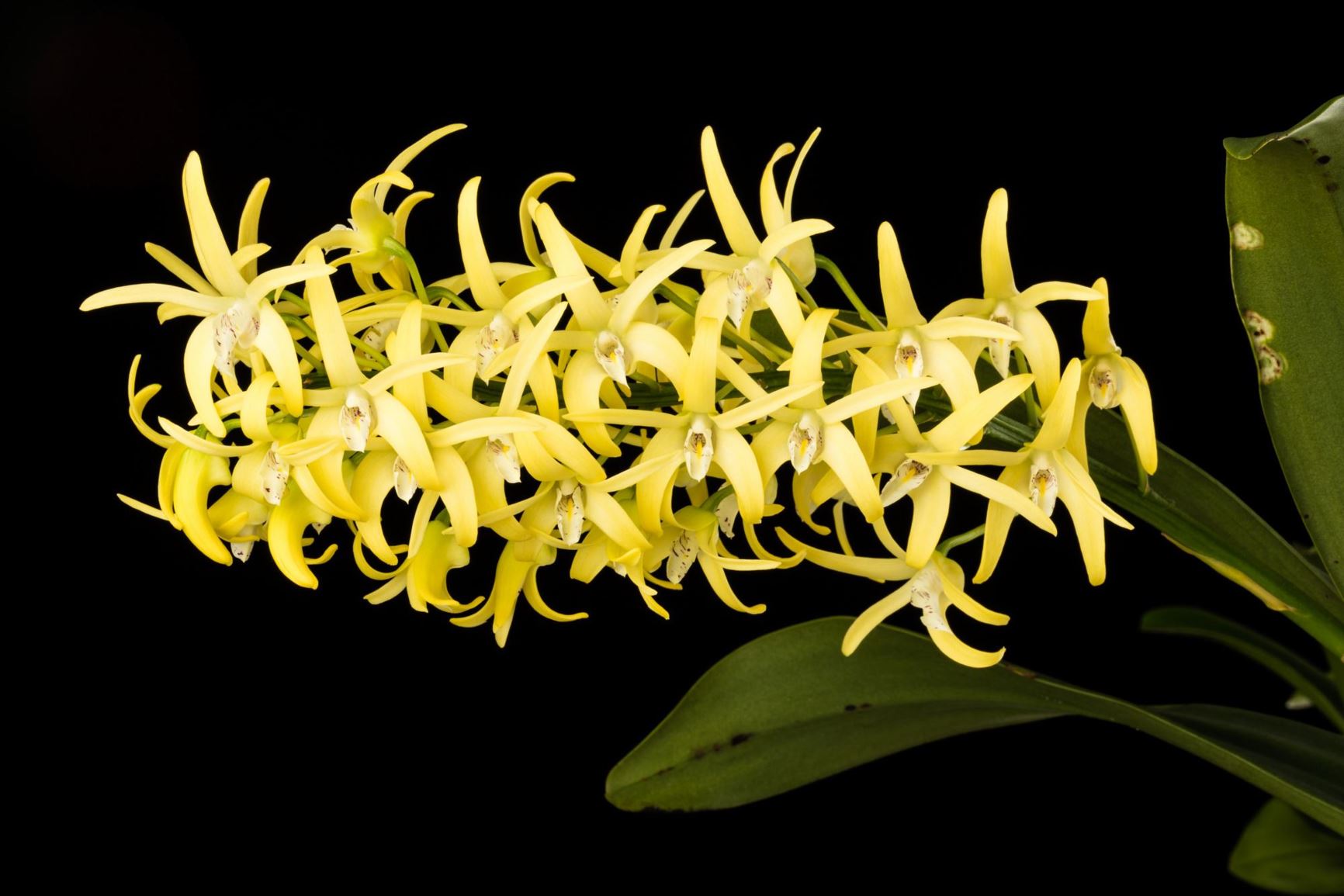 Dendrobium speciosum 'Golden Arch' - Rock Lily clone, Sydney Rock Orchid clone, The Outstanding Dendrobium clone