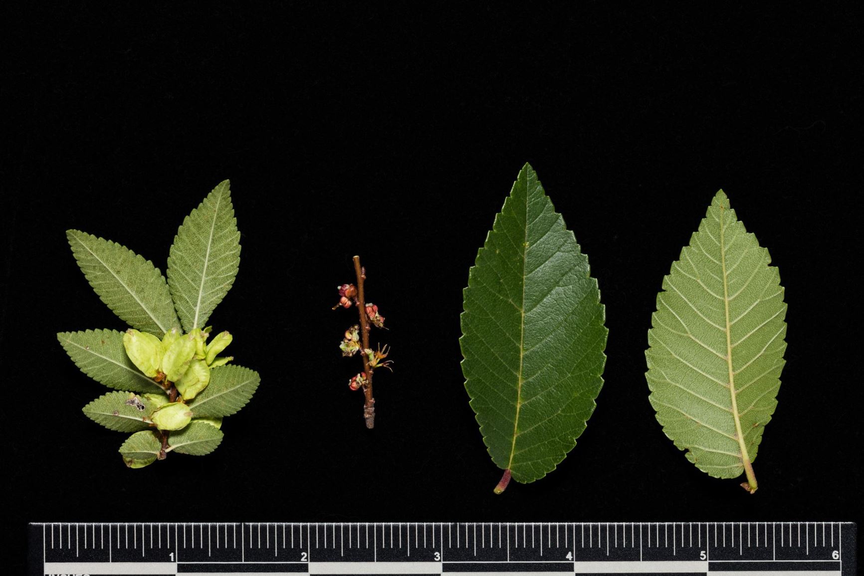 Ulmus parvifolia 'Emer II' ALLEE - Chinese Elm Cultivar, Lacebark Elm Cultivar