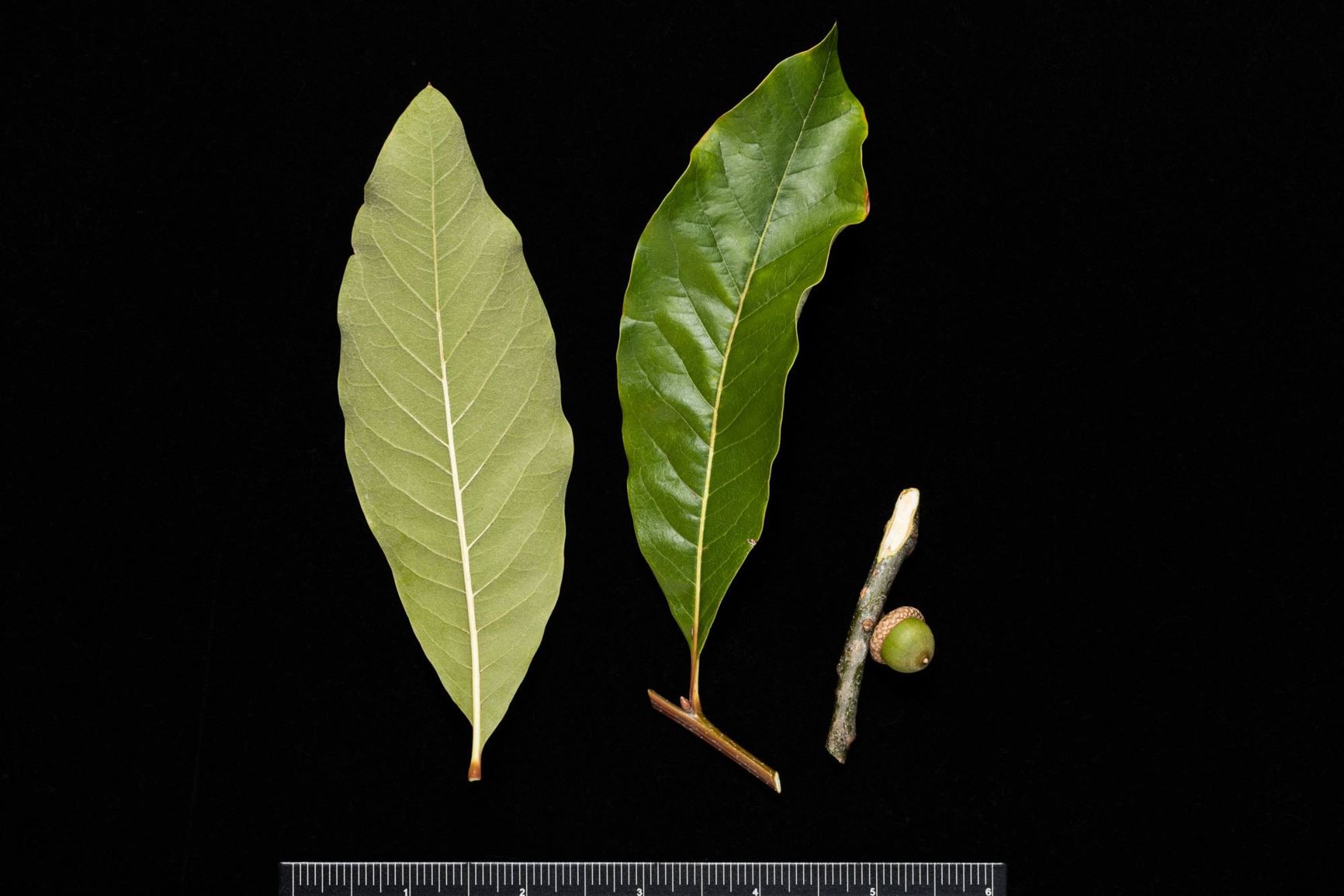 Quercus imbricaria - Shingle Oak