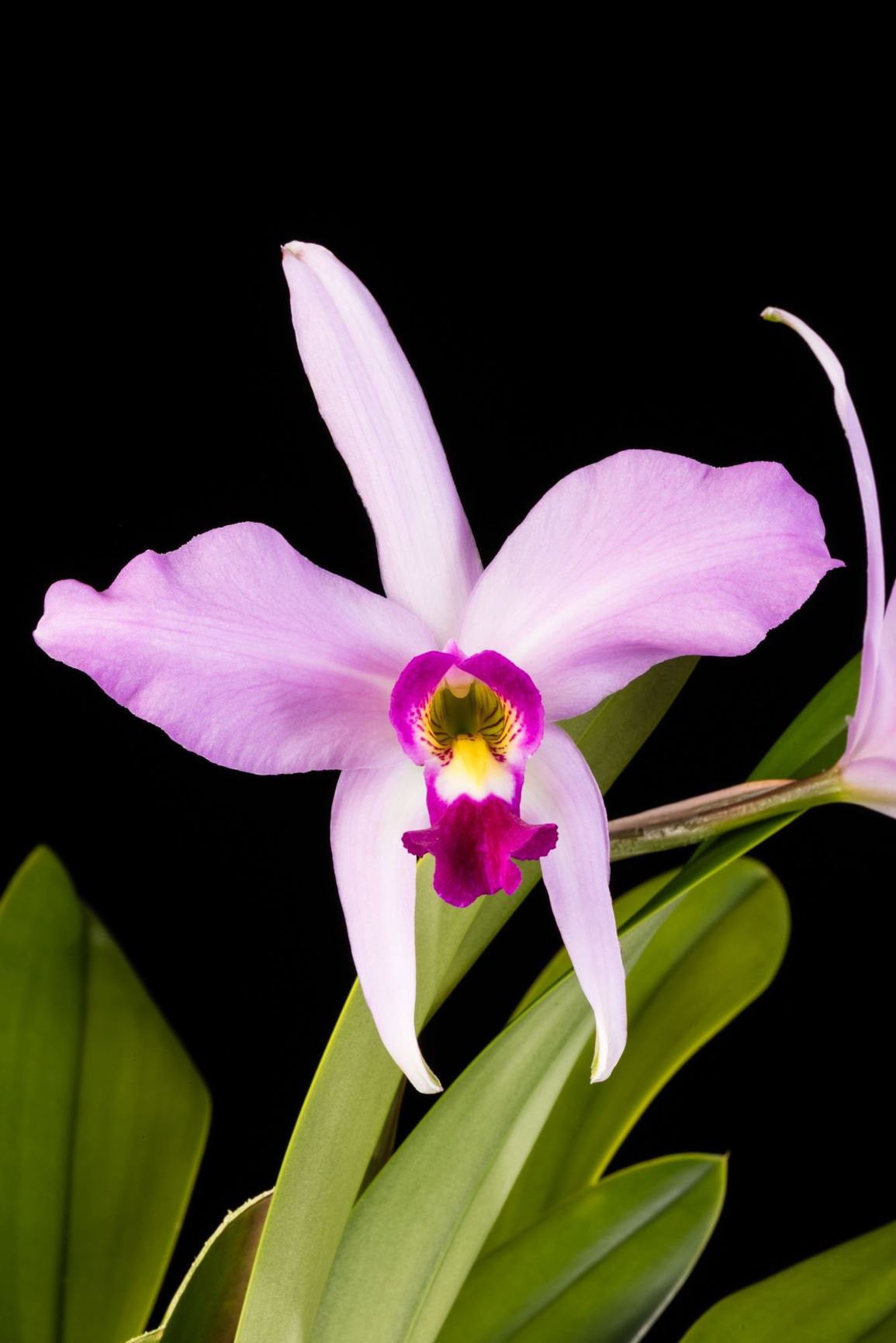 Laelia anceps ('SVO Flair' × 'Las Brisas') - Two-Edged Laelia clone