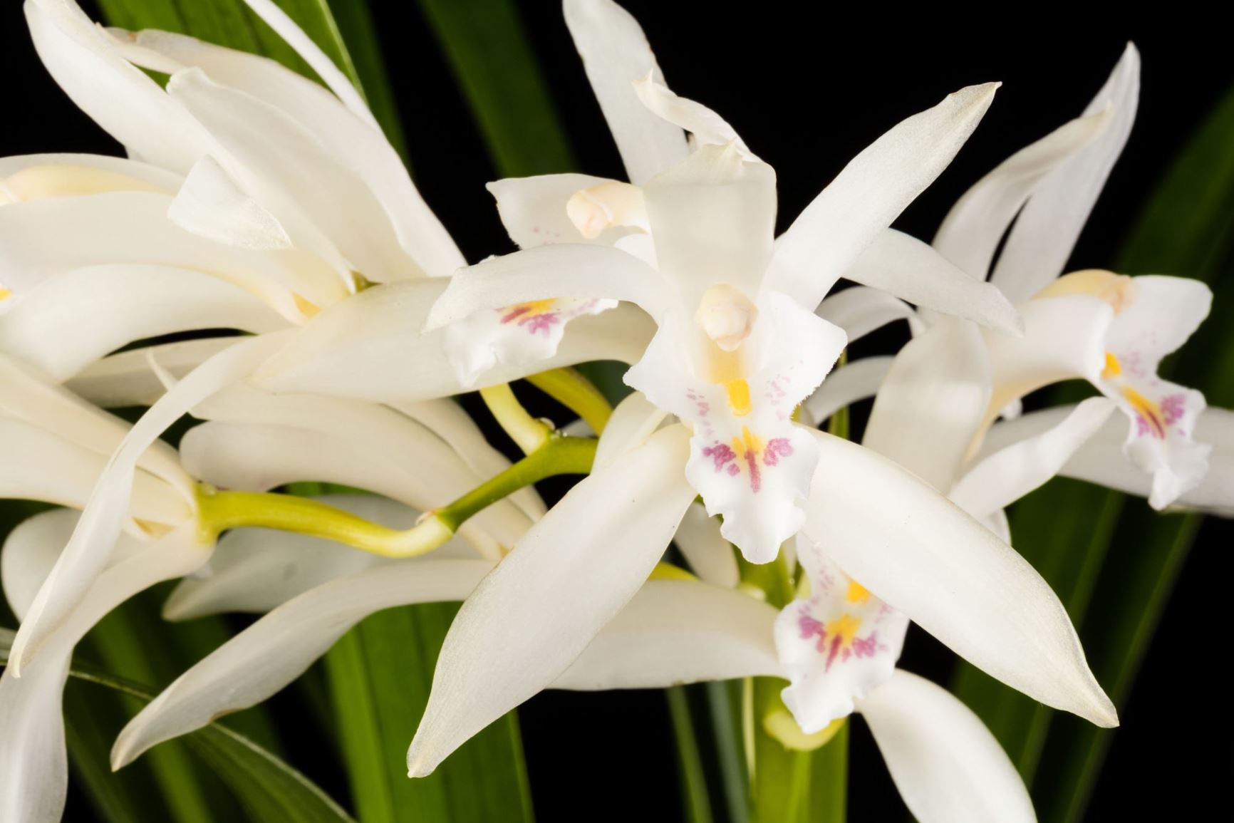 Cymbidium mastersii - Master's Cymbidium