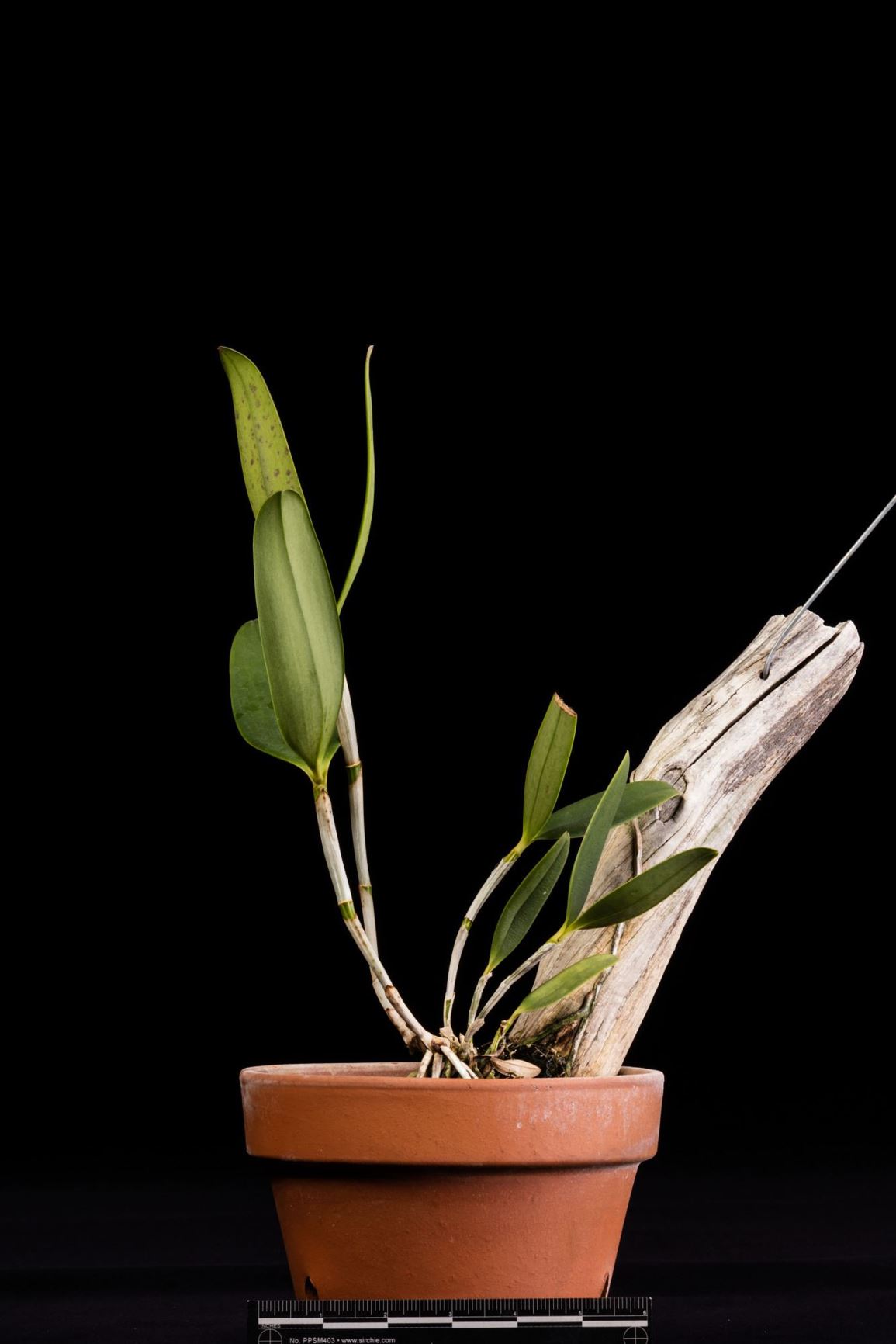 Cattleya velutina - The Velvety Cattleya