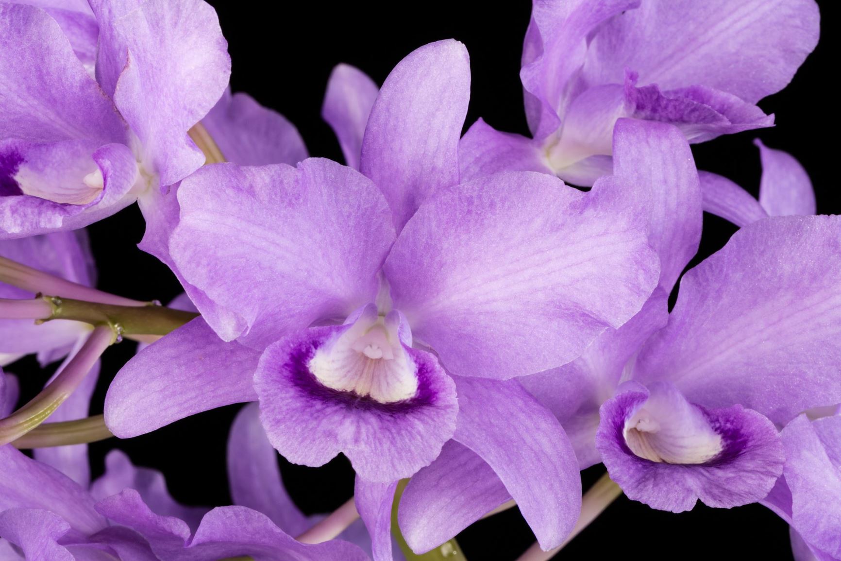 Guarianthe bowringiana var. coerulea - Bowring's Cattleya variety, Bowring's Guarianthe variety