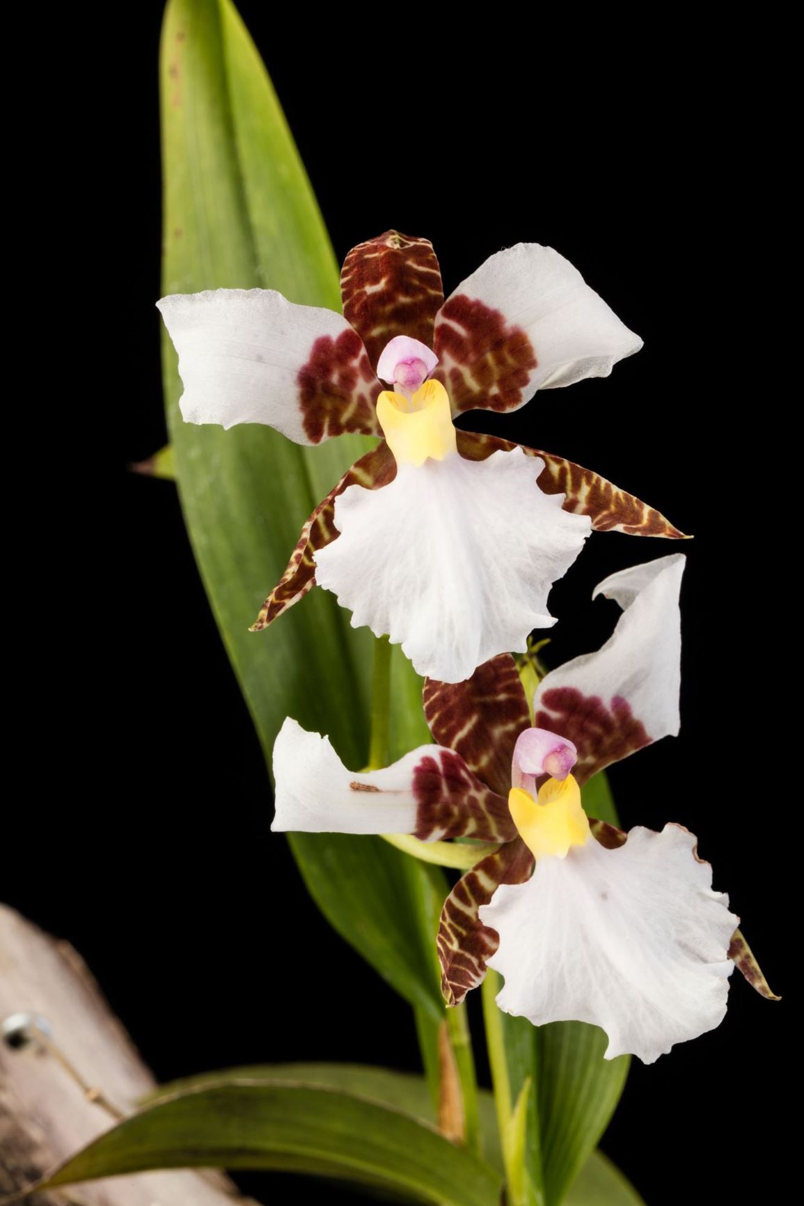 Rhynchostele rossii - Ross' Rhynchostele