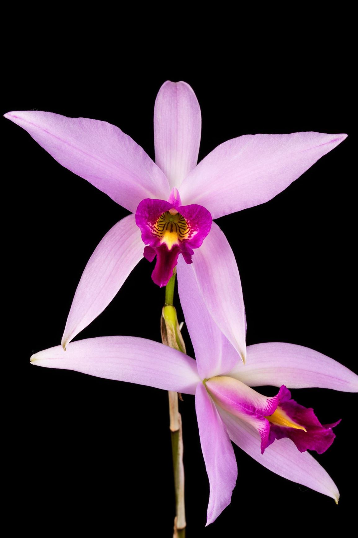 Laelia anceps 'SanBar Celebration' - Two-Edged Laelia clone