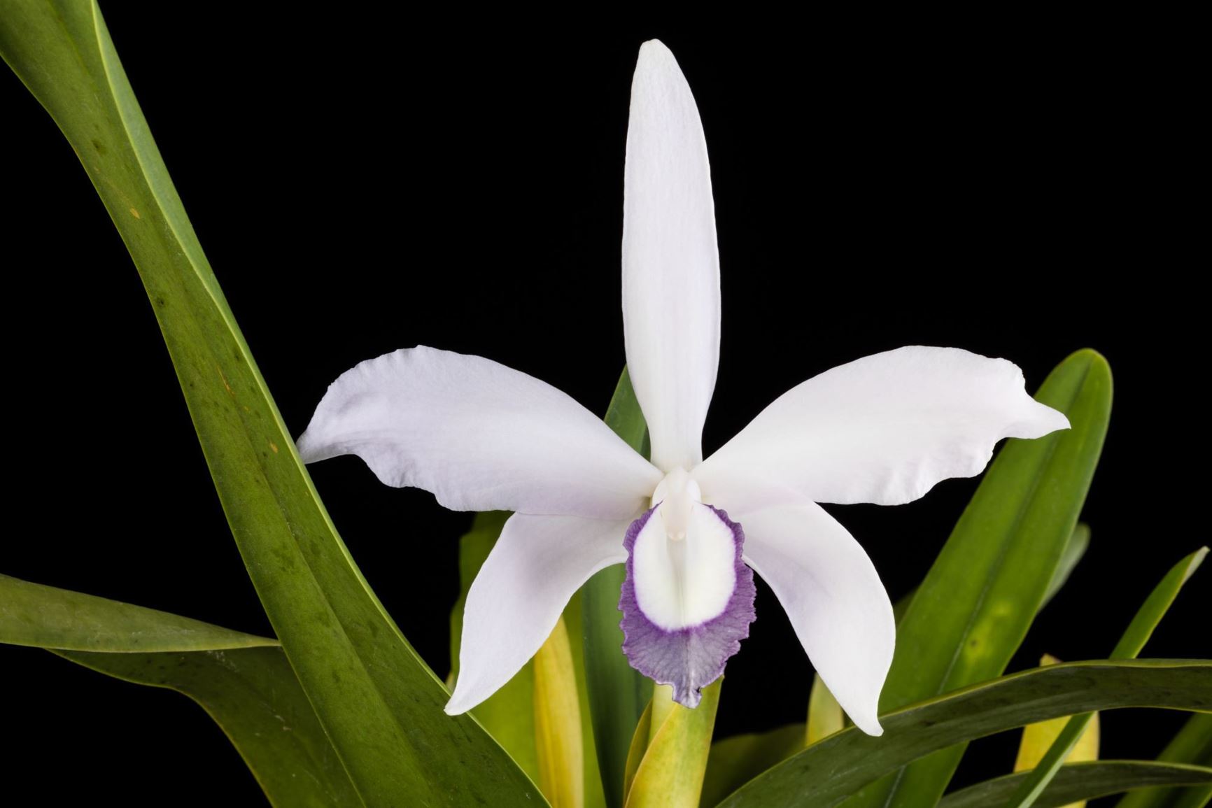 Cattleya perrinii var. coerulea - Perrin's Cattleya variety, Perrin's Laelia variety