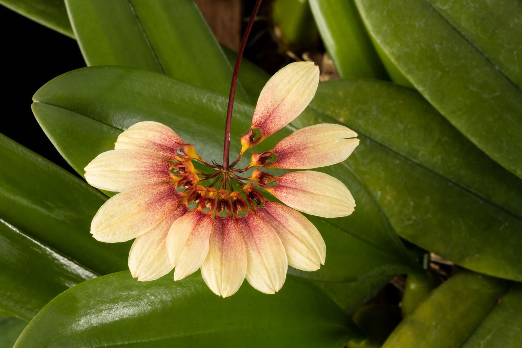 Bulbophyllum makoyanum - Daisy Orchid, Makoy's Cirrhopetalum