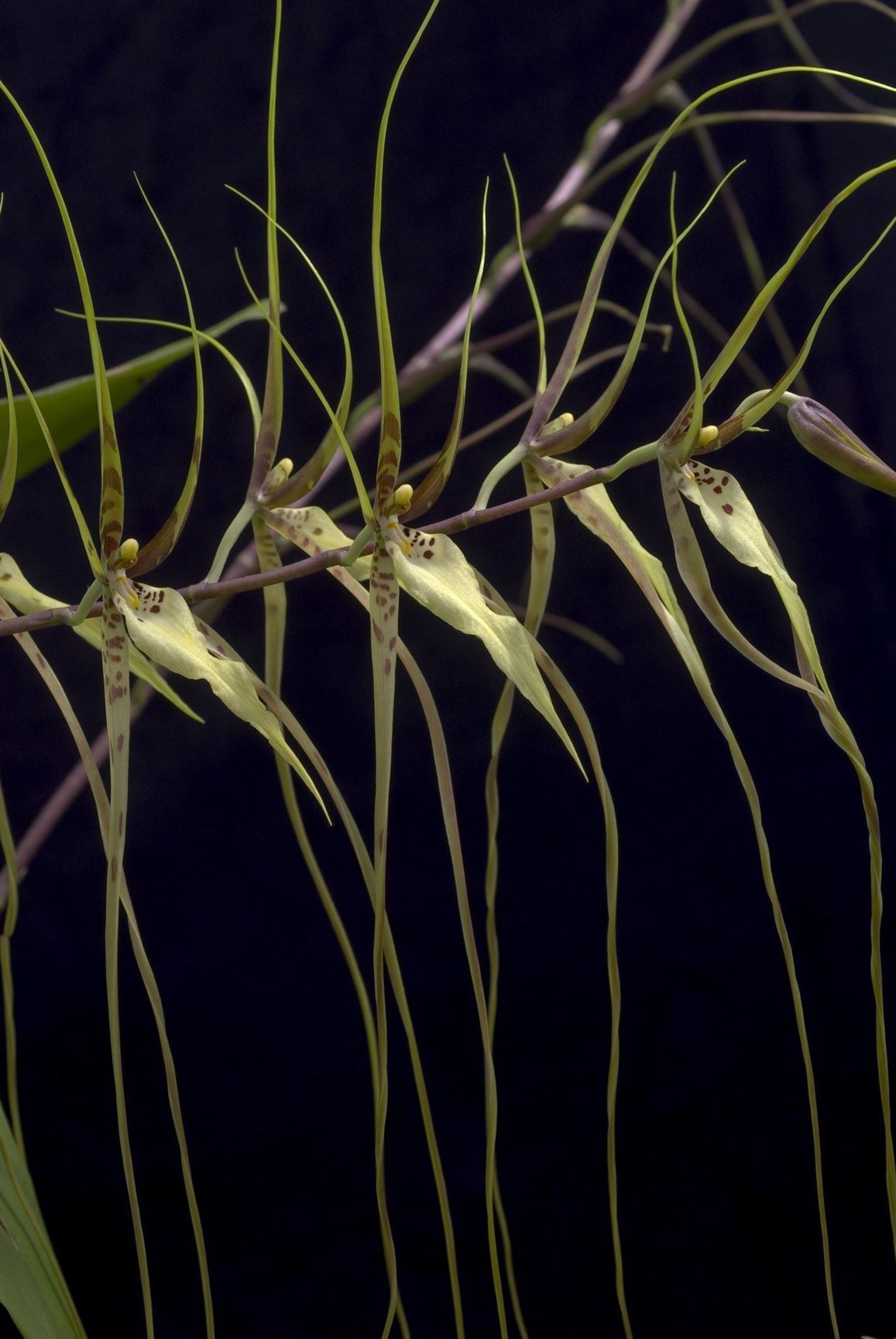 Brassia arcuigera - Arching Spider Orchid, The Arching Brassia