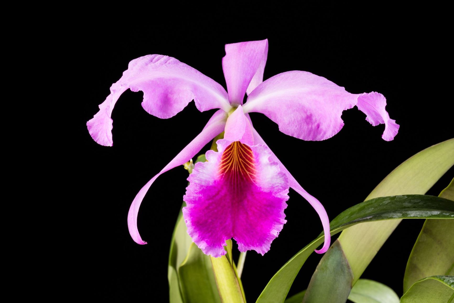Cattleya jenmanii 'Dunsterville' - Jenman's Cattleya clone