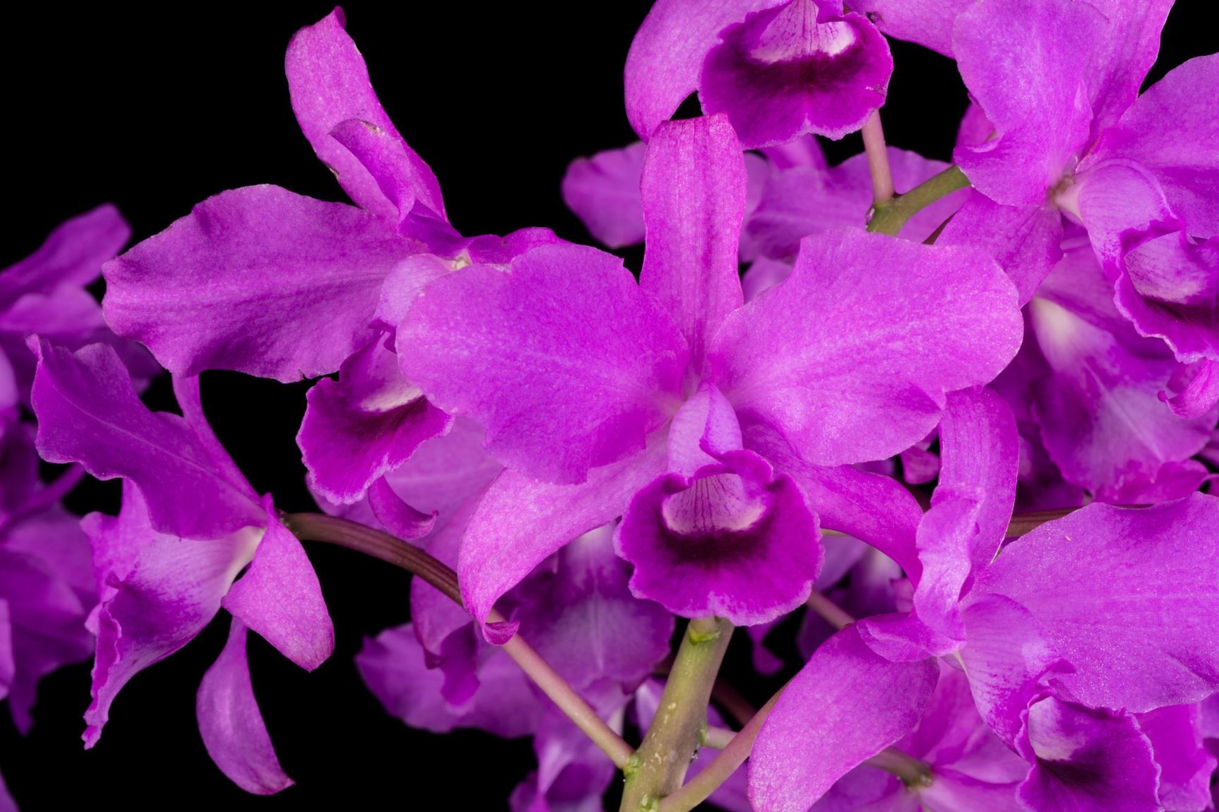 Guarianthe bowringiana - Bowring's Cattleya, Bowring's Guarianthe