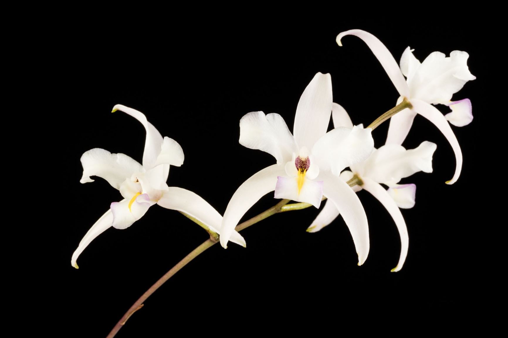 Browse L | Smithsonian Gardens