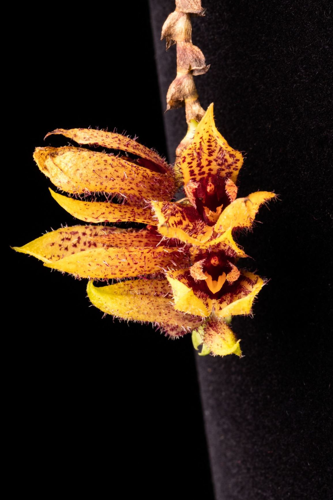 Acianthera johnsonii